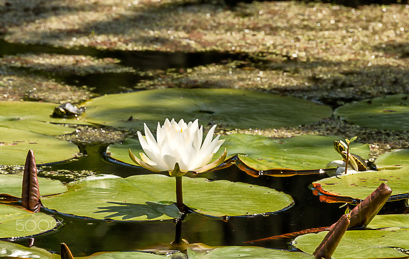 Canon EOS 5DS + Sigma 150-600mm F5-6.3 DG OS HSM | C sample photo. American waterlily photography