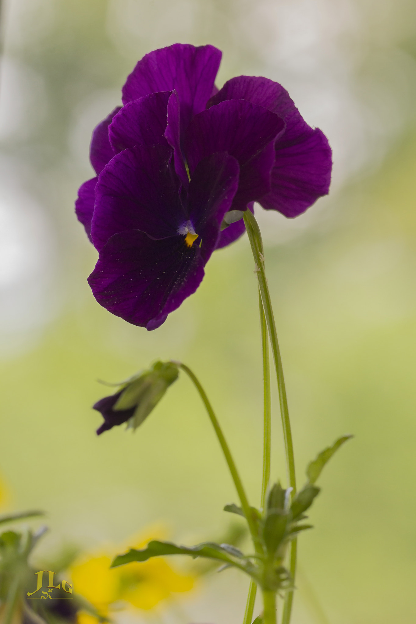 Canon EOS 650D (EOS Rebel T4i / EOS Kiss X6i) sample photo. Purple cloud photography