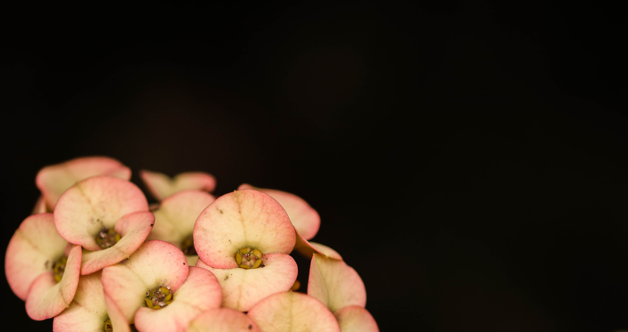 Sigma 105mm F2.8 EX DG OS HSM sample photo. Light in the dark photography