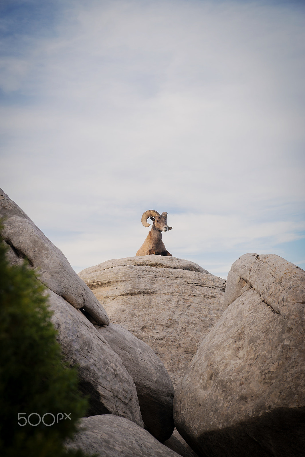 Sony a99 II + Tamron AF 28-75mm F2.8 XR Di LD Aspherical (IF) sample photo. Big horn sheep photography