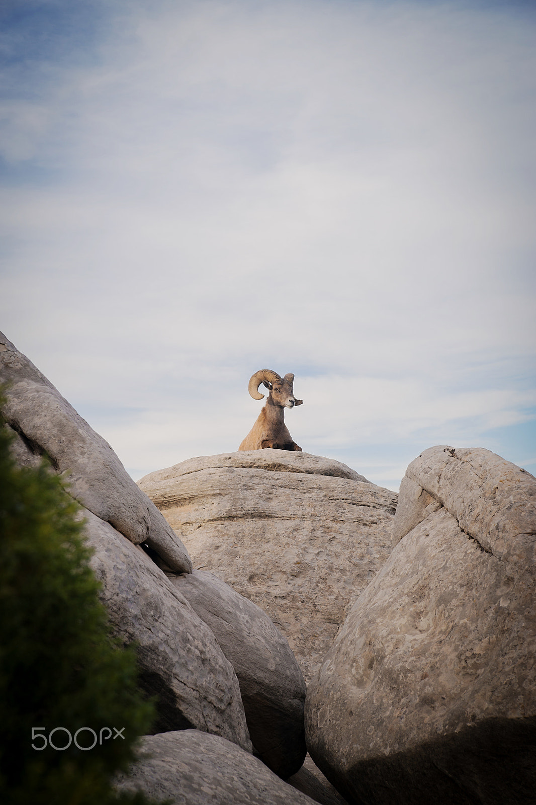 Sony SLT-A99V sample photo. Big horn sheep photography