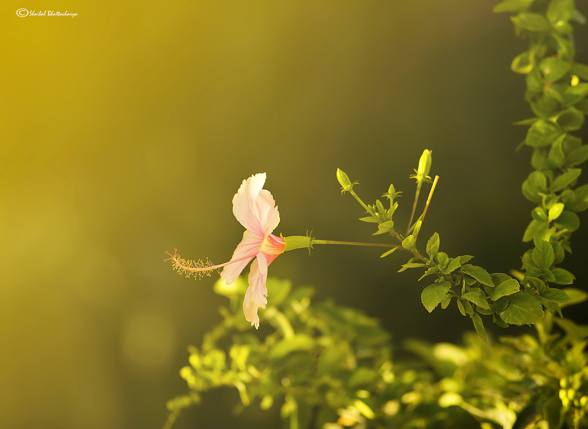 Canon EOS 5D + Canon EF 400mm F5.6L USM sample photo. Flower during sunset photography