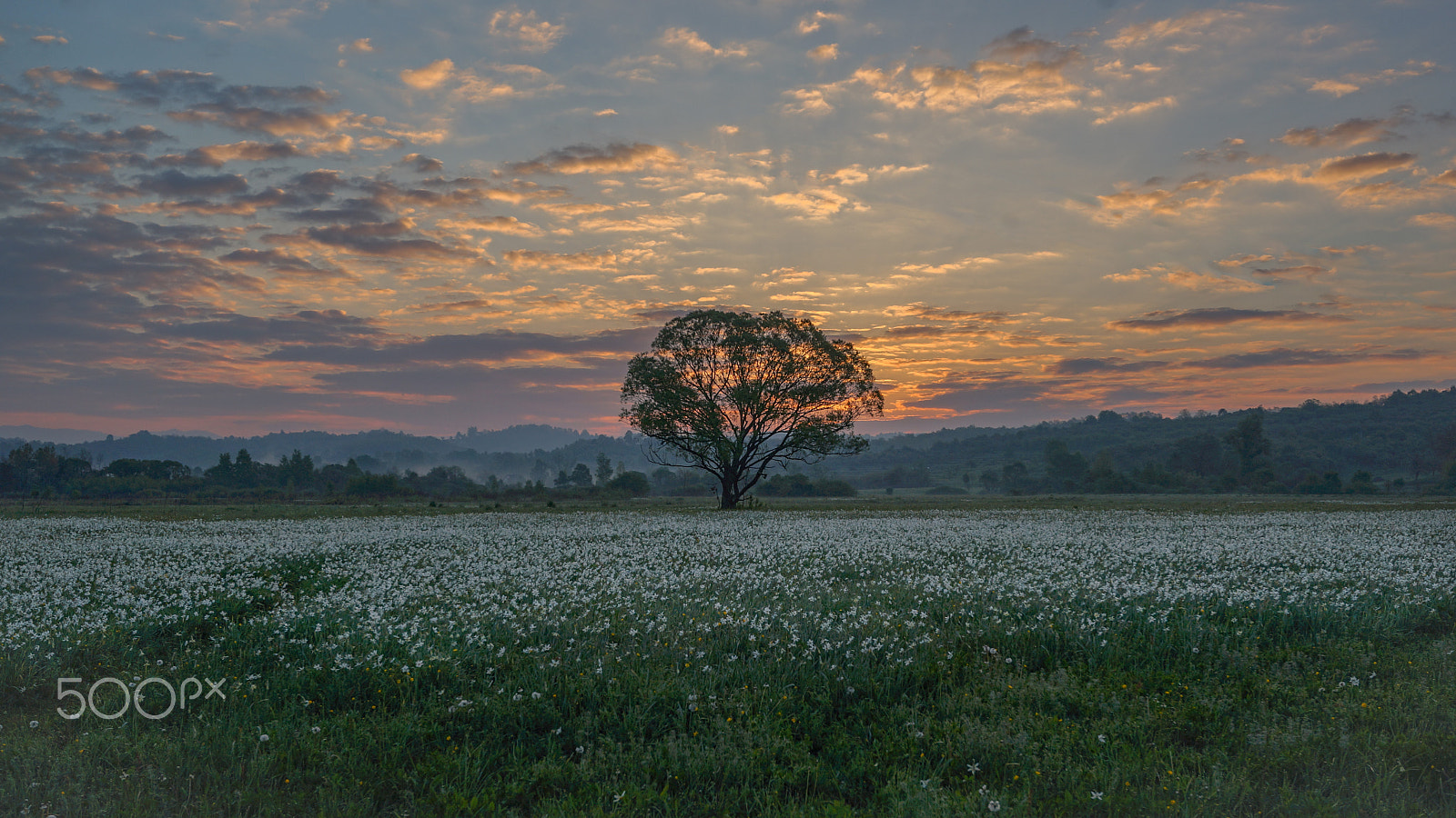 Sony a99 II + Sony Vario-Sonnar T* 16-35mm F2.8 ZA SSM sample photo. Sunrise in the valley of daffodils photography