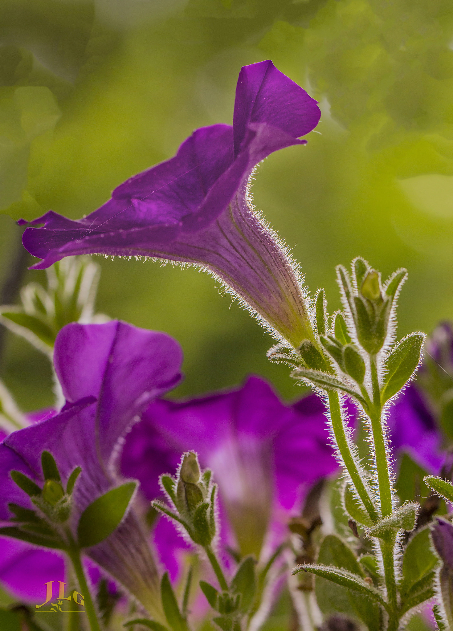 Canon EOS 650D (EOS Rebel T4i / EOS Kiss X6i) sample photo. Bristles photography