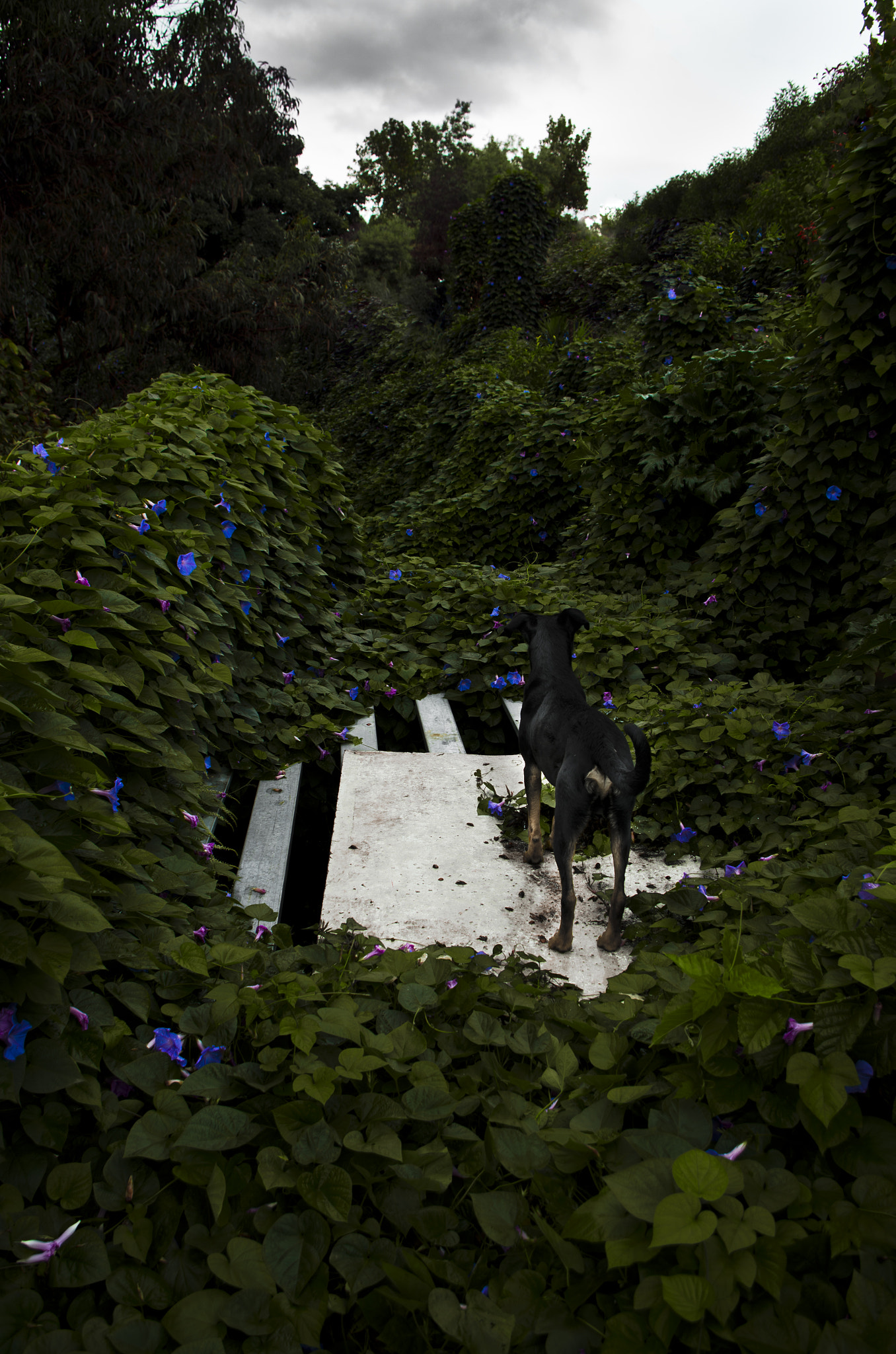 Pentax smc DA 18-55mm F3.5-5.6 AL WR sample photo. El jardín secreto photography