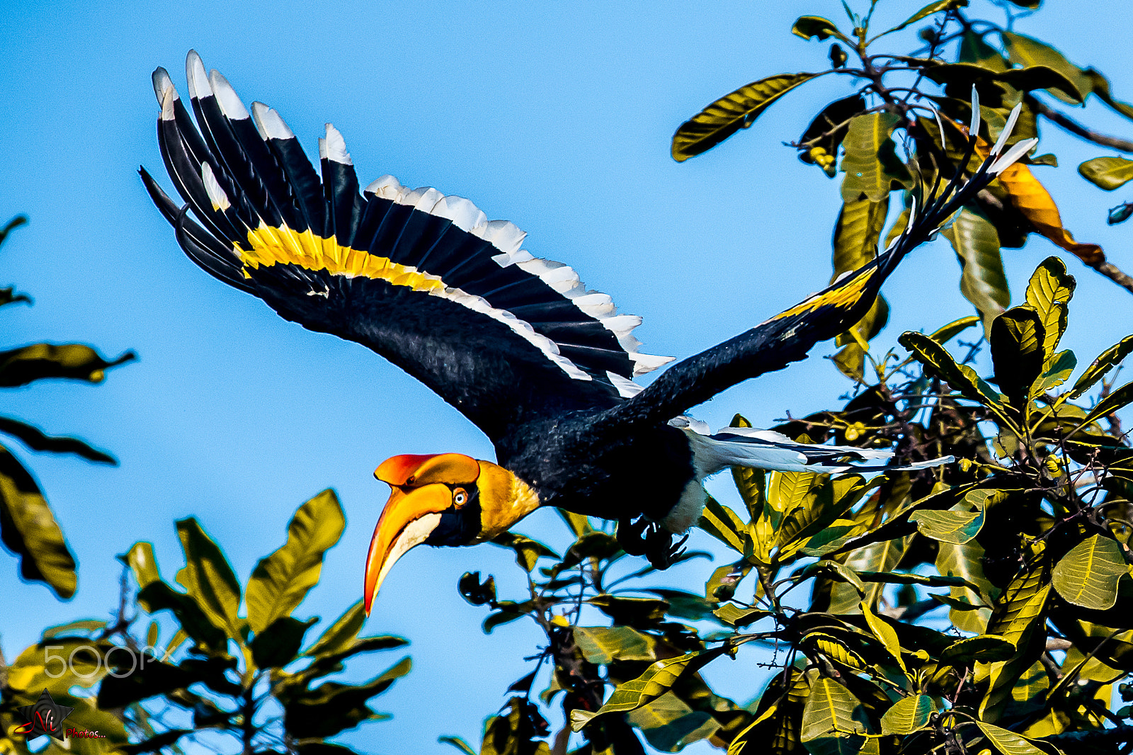 Nikon D5 sample photo. The great hornbill (buceros bicornis)_psn5210.jpg photography