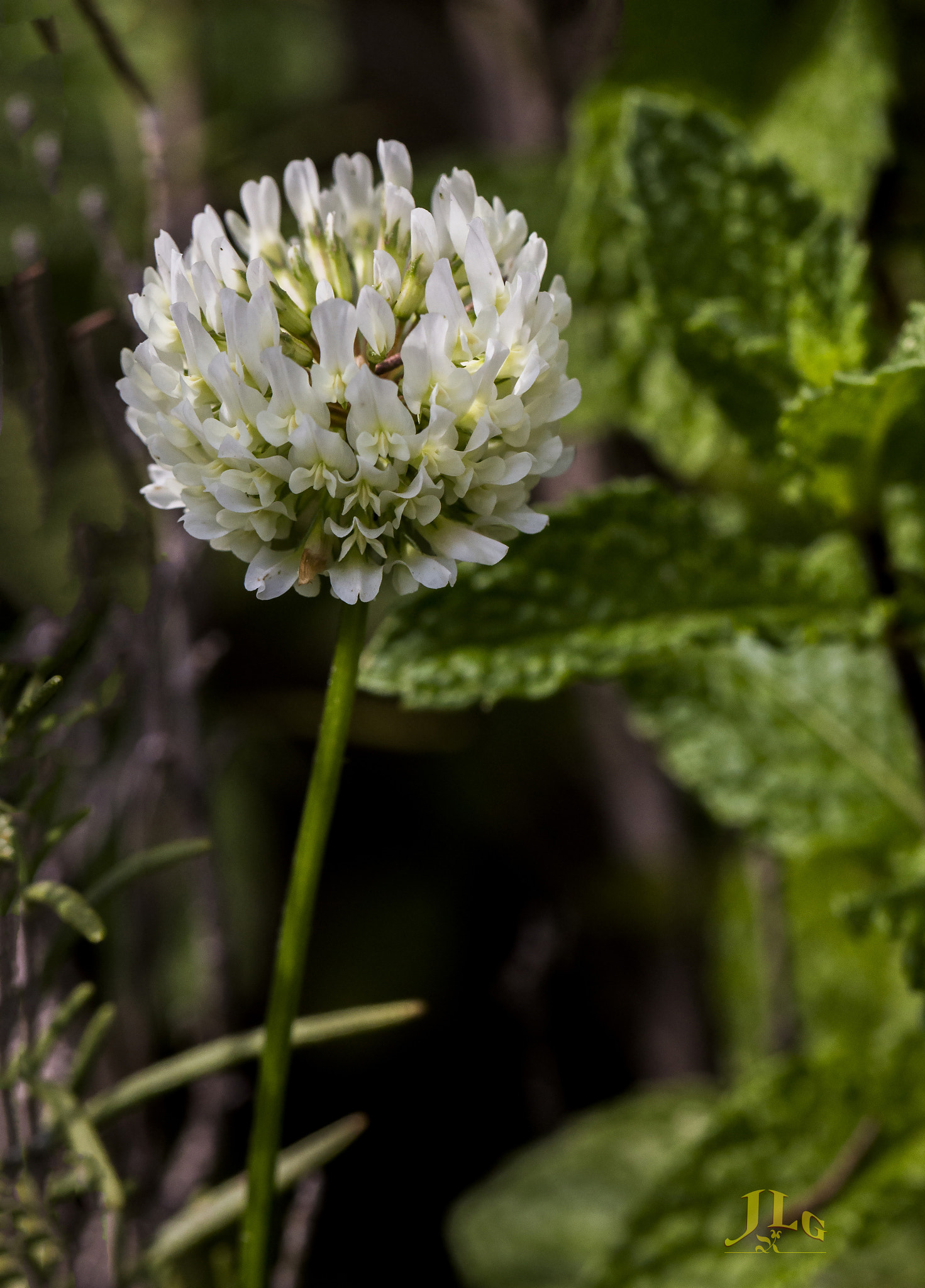 Canon EOS 650D (EOS Rebel T4i / EOS Kiss X6i) sample photo. Clover bloom photography