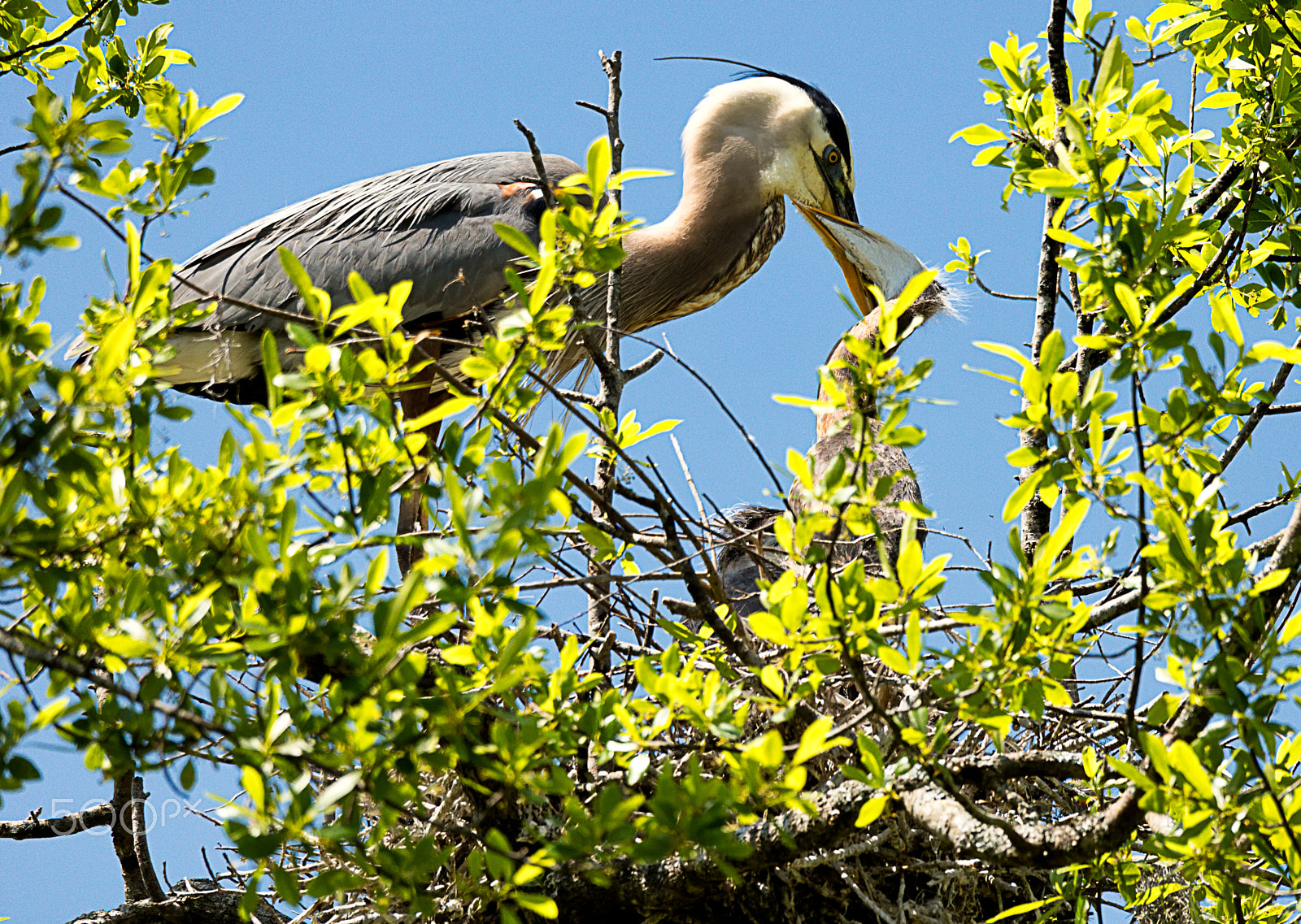 Canon EOS 5DS + Sigma 150-600mm F5-6.3 DG OS HSM | C sample photo. Great blue heron feeding chick 2 photography