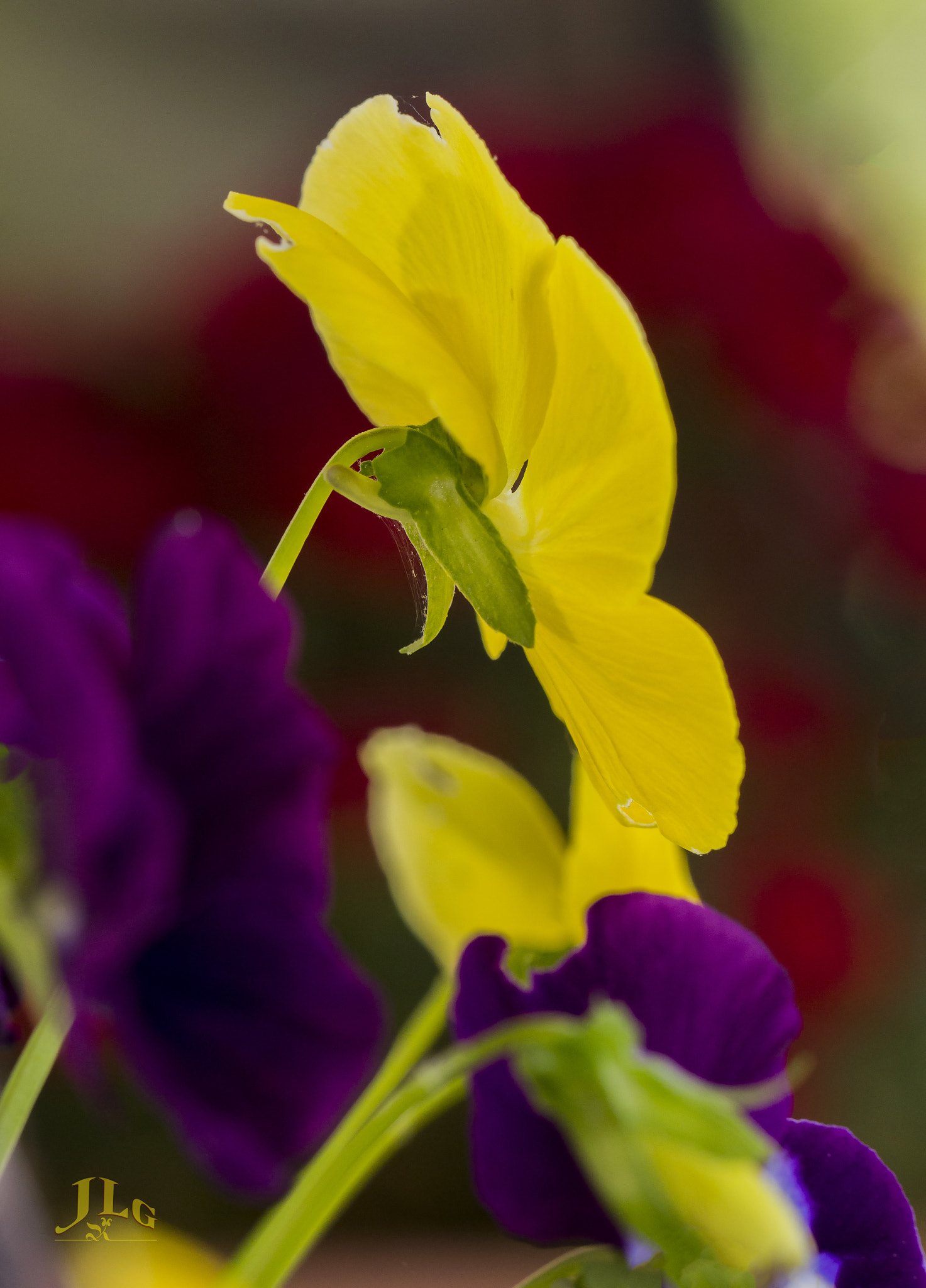Canon EOS 650D (EOS Rebel T4i / EOS Kiss X6i) sample photo. Colors photography