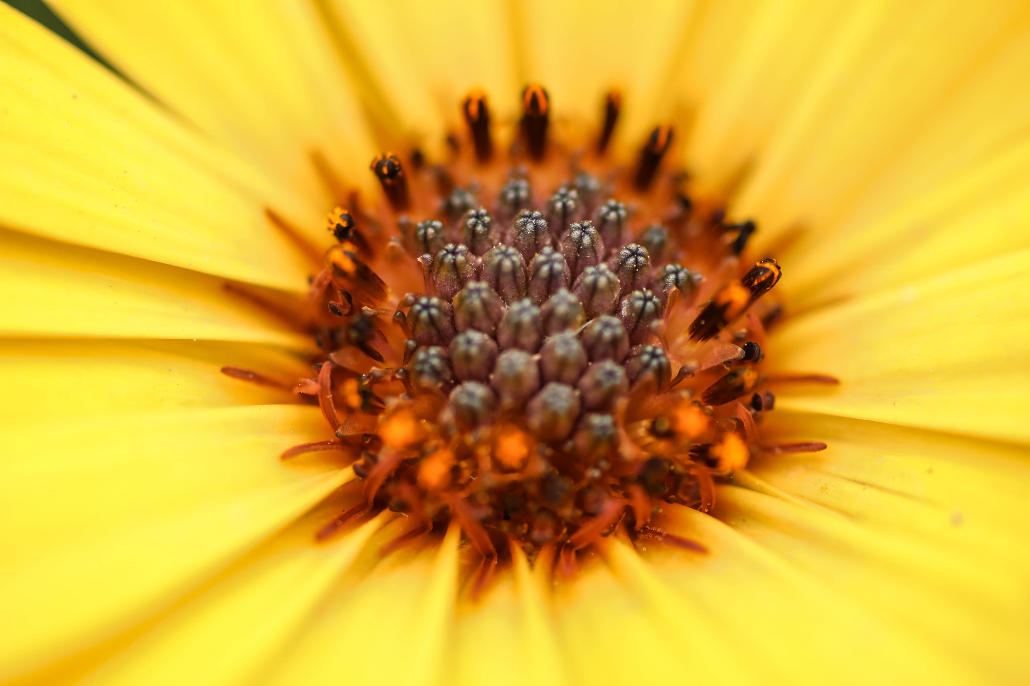 Sigma 105mm F2.8 EX DG OS HSM sample photo. Into the yellow garden photography