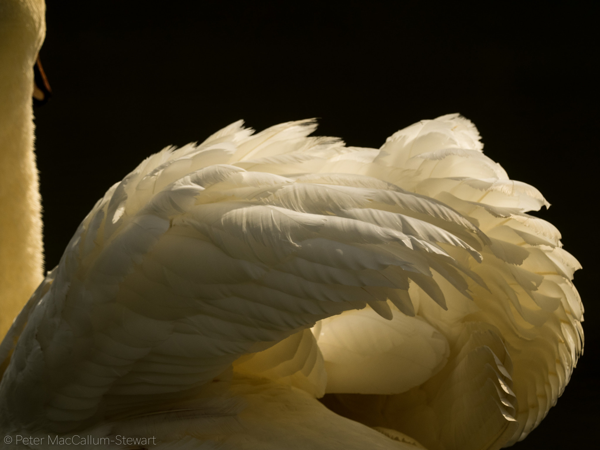 Olympus OM-D E-M1 + M.300mm F4.0 + MC-14 sample photo. Mute swan photography