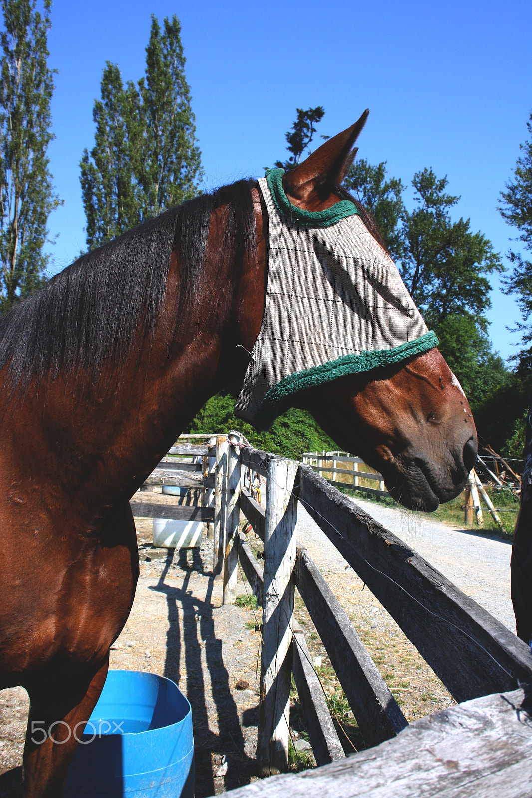 Canon EF-S 18-55mm F3.5-5.6 sample photo. Fly mask photography