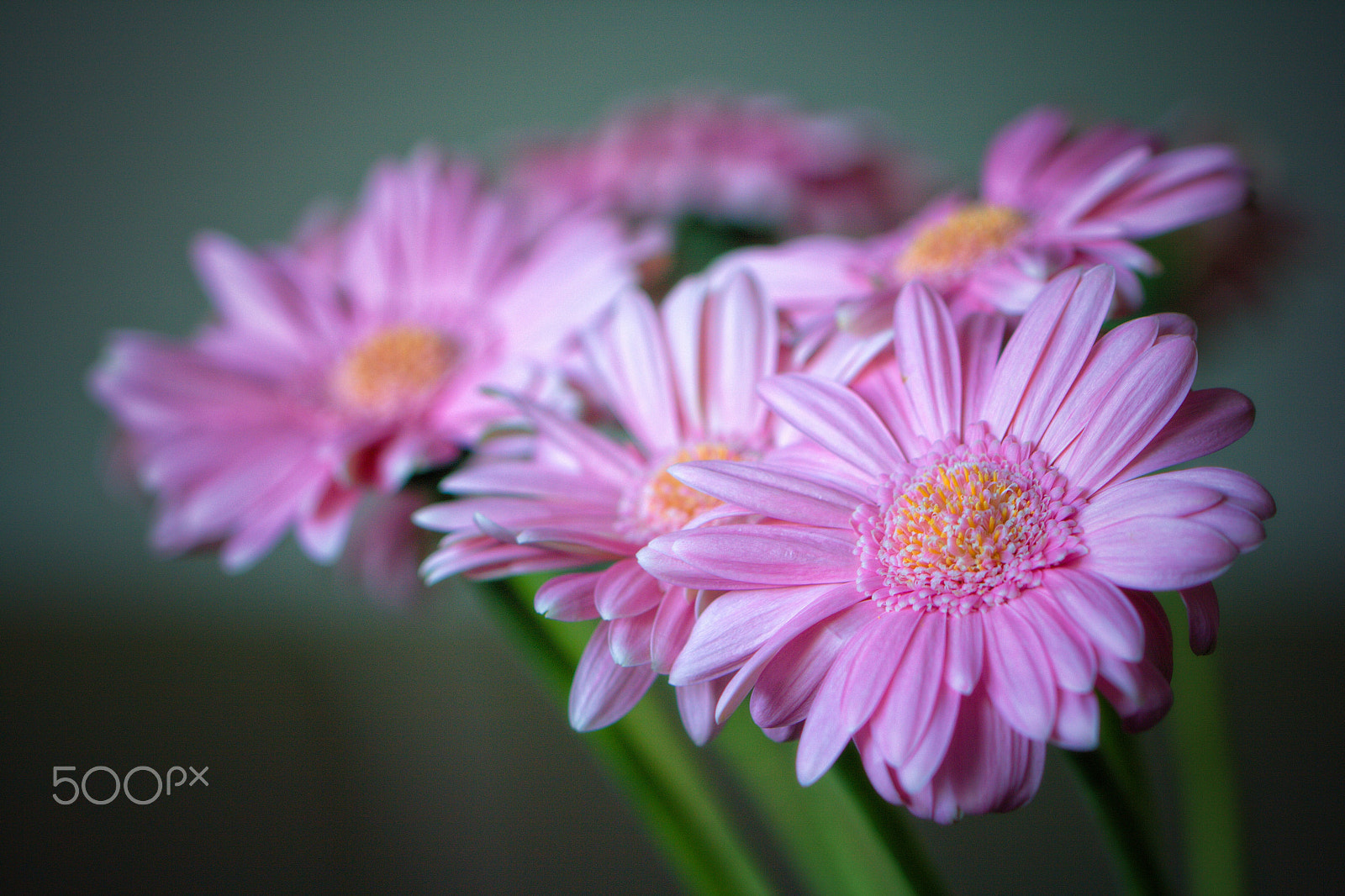 Canon EF 100mm F2.8L Macro IS USM sample photo. Daisy photography