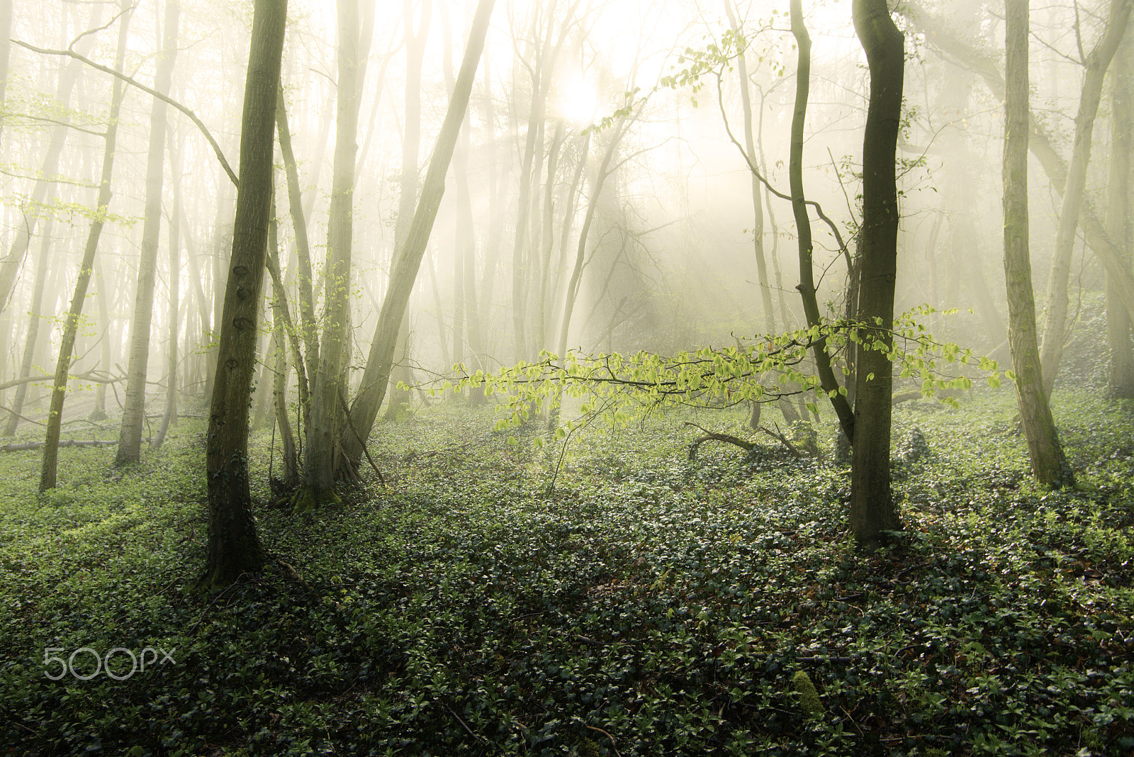 Nikon D600 sample photo. Alone against foggy morning photography