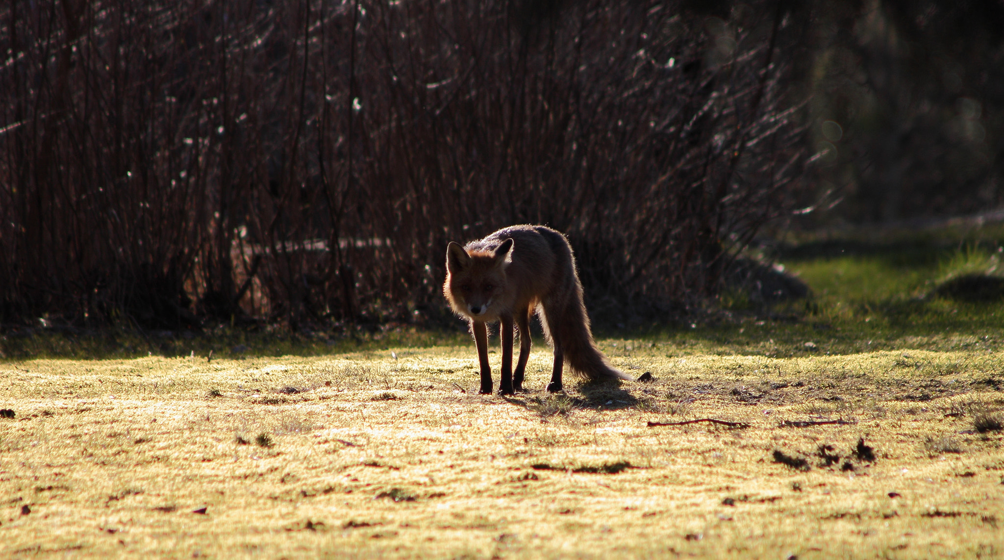 Canon EF 90-300mm F4.5-5.6 sample photo. The fox photography