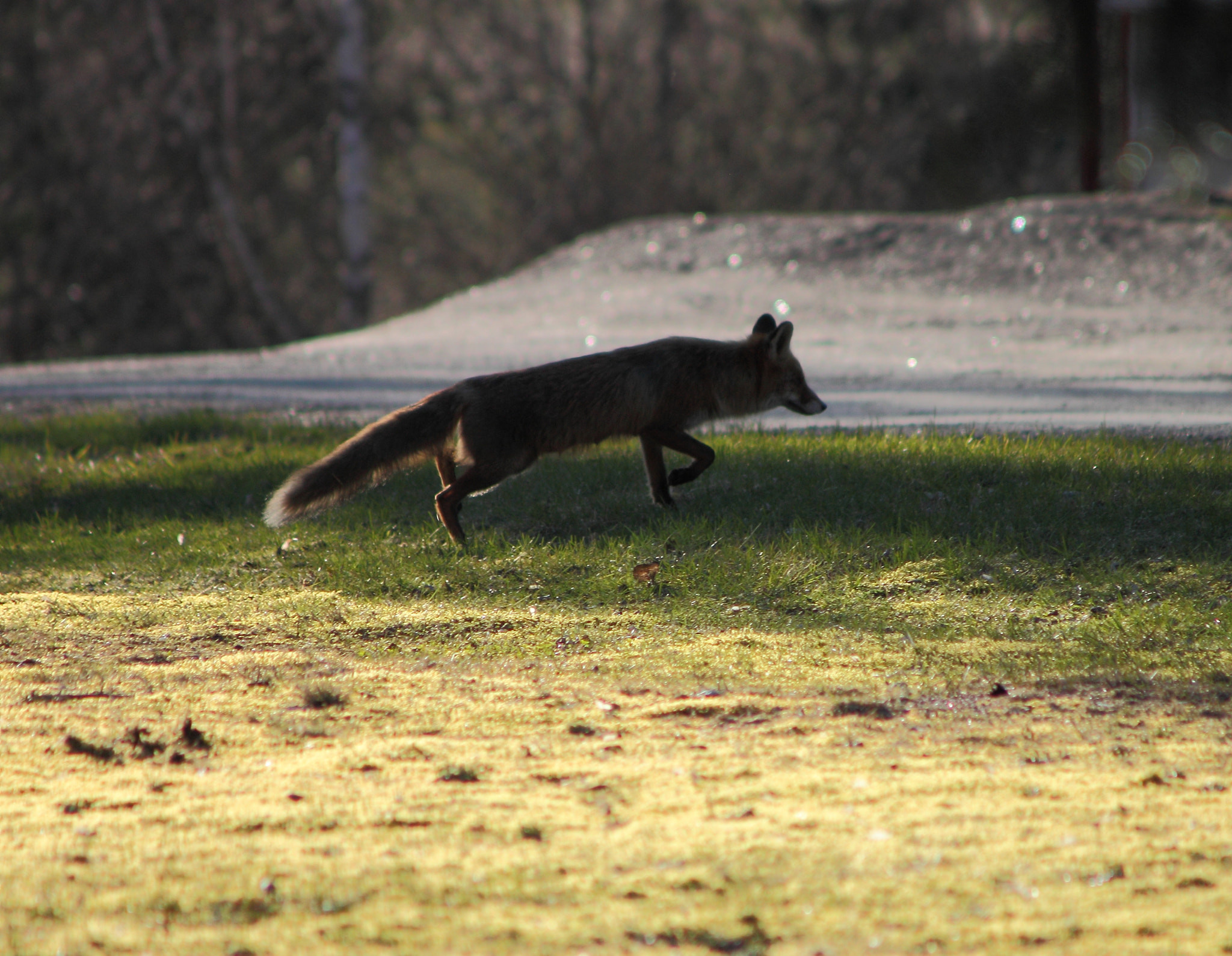 Canon EF 90-300mm F4.5-5.6 sample photo. The fox photography