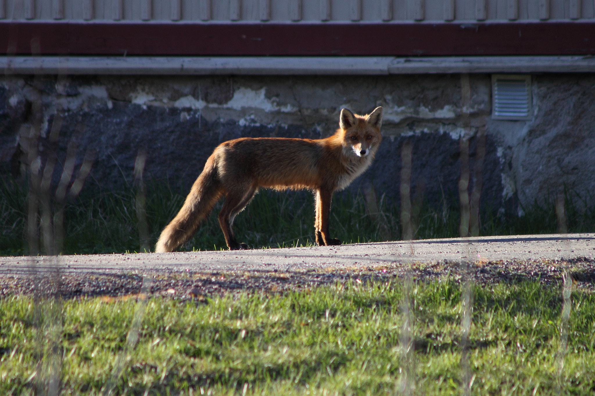 Canon EF 90-300mm F4.5-5.6 sample photo. The fox photography