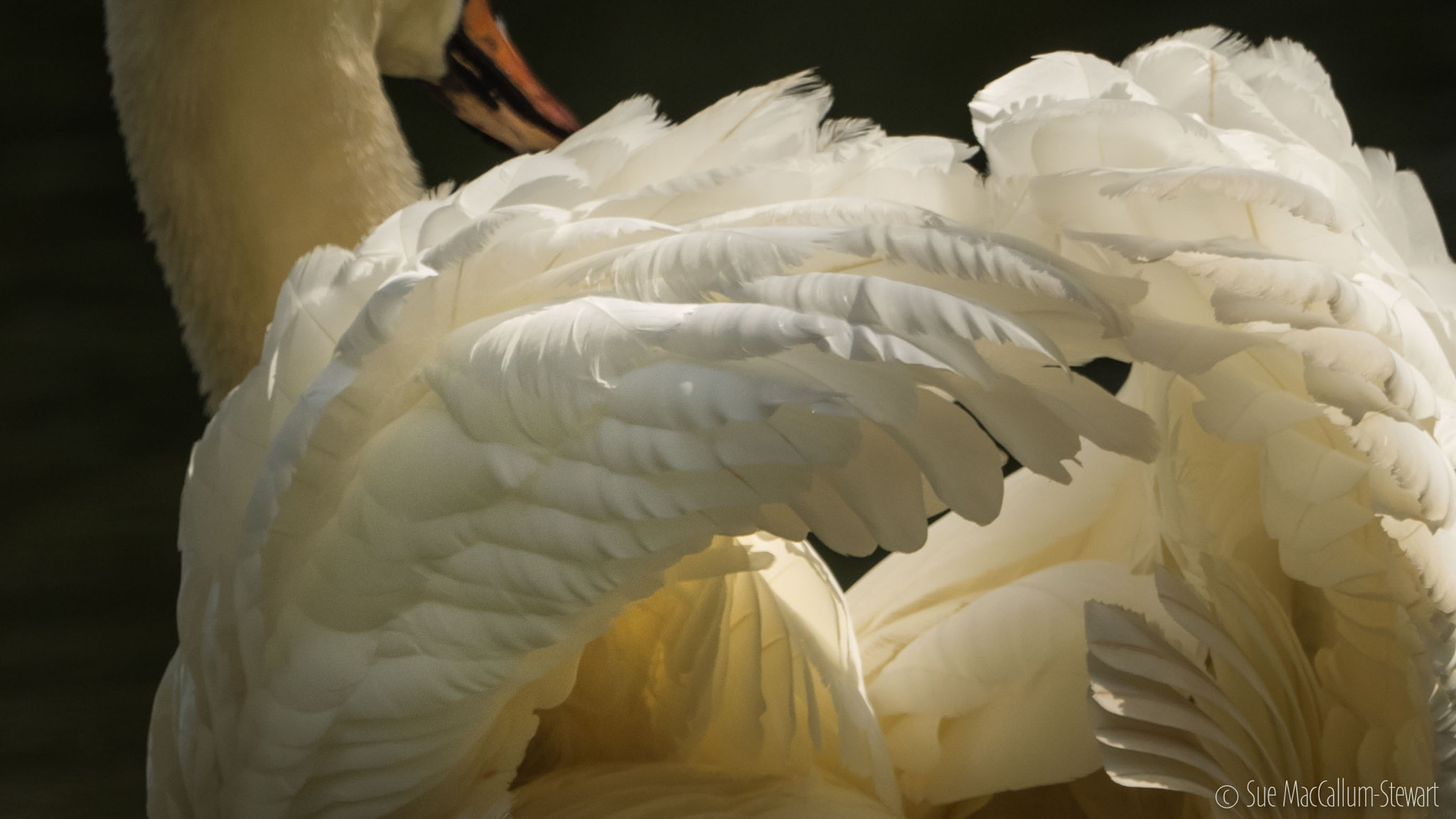 Olympus OM-D E-M1 + M.300mm F4.0 + MC-14 sample photo. Feathers photography