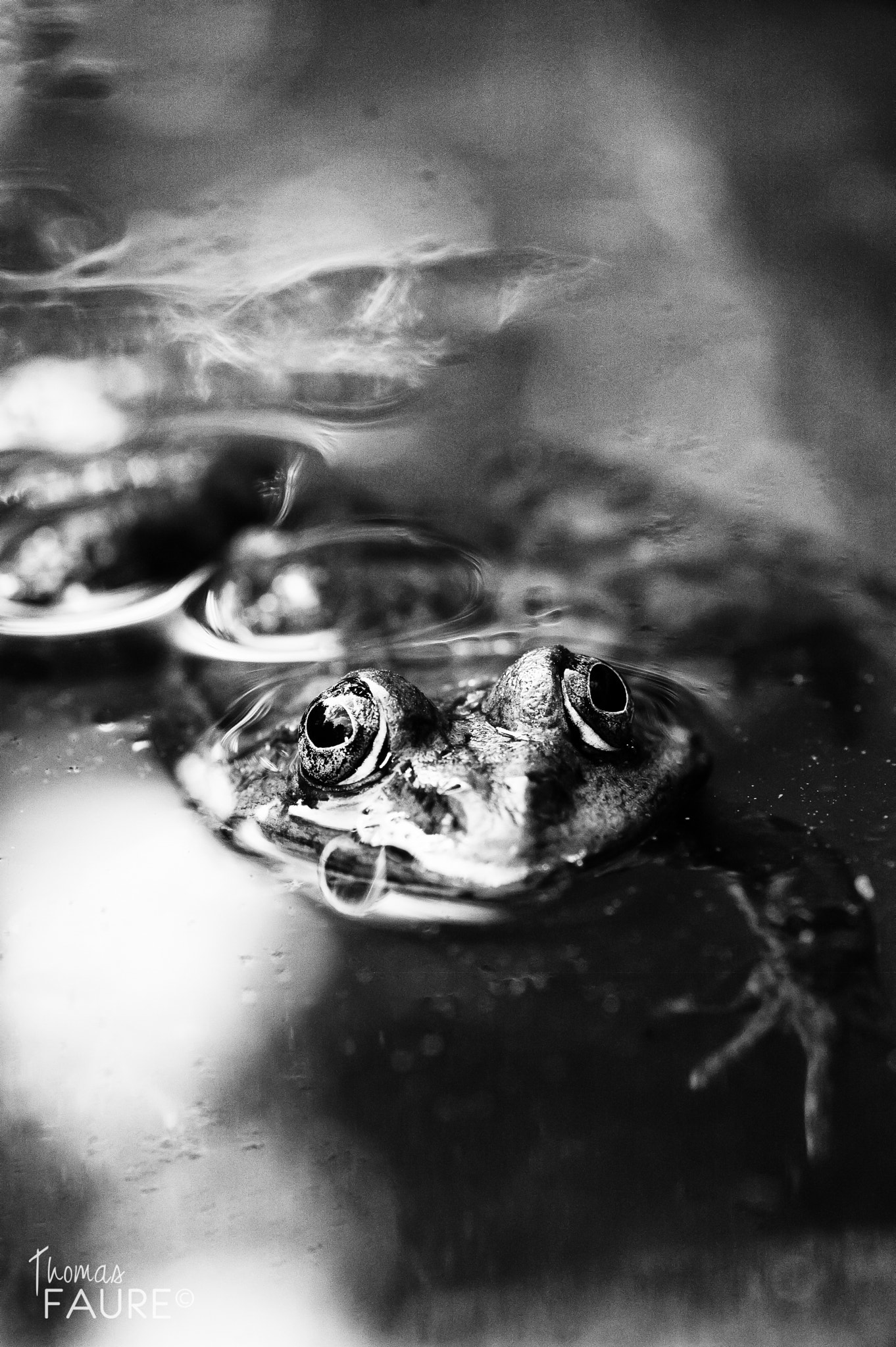 Nikon D70 sample photo. Modifier photography