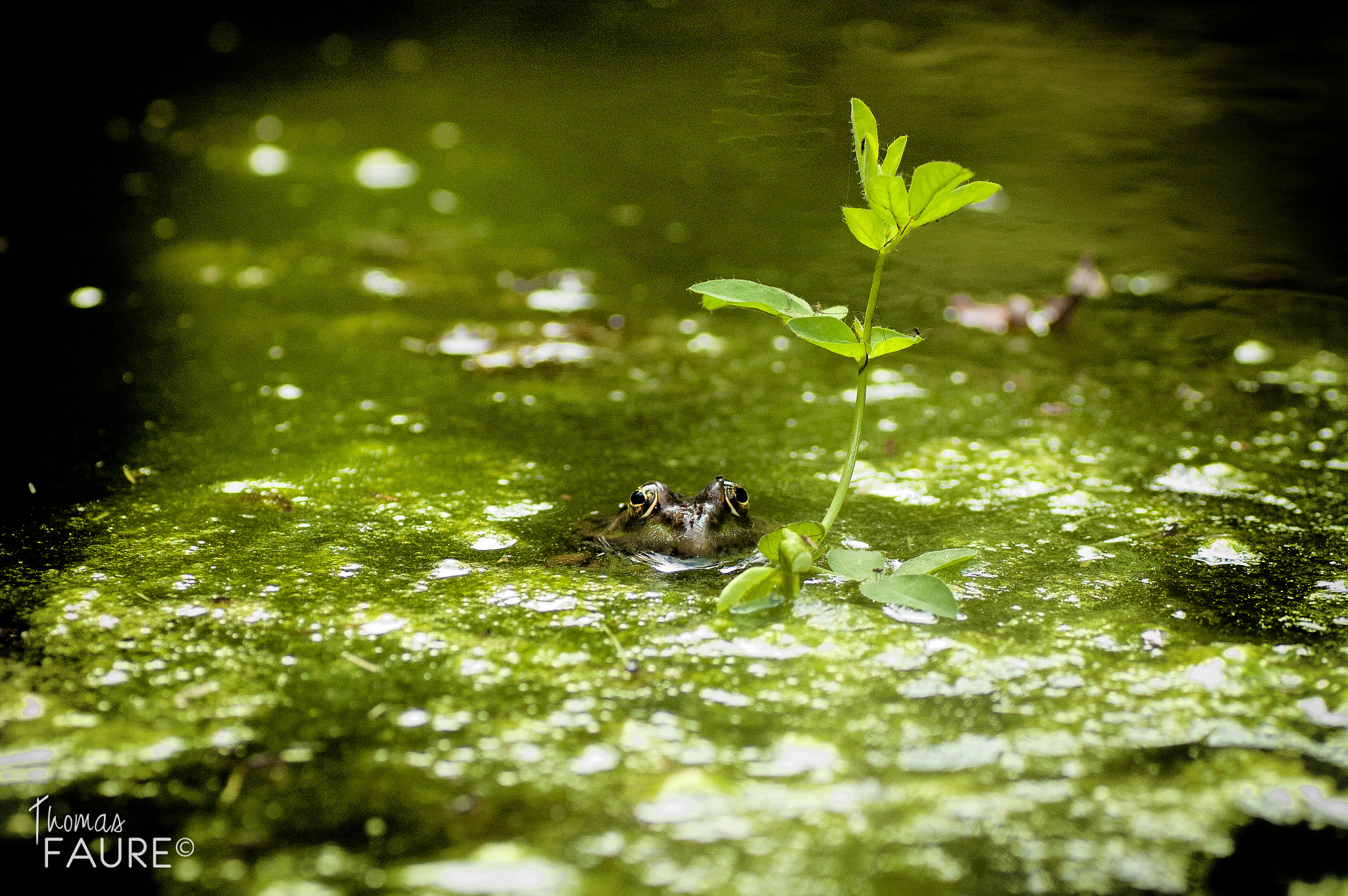 Nikon D70 sample photo. Modifier photography