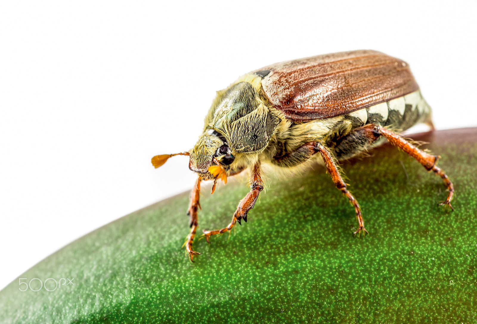 Olympus PEN E-P5 sample photo. Cockchafer photography