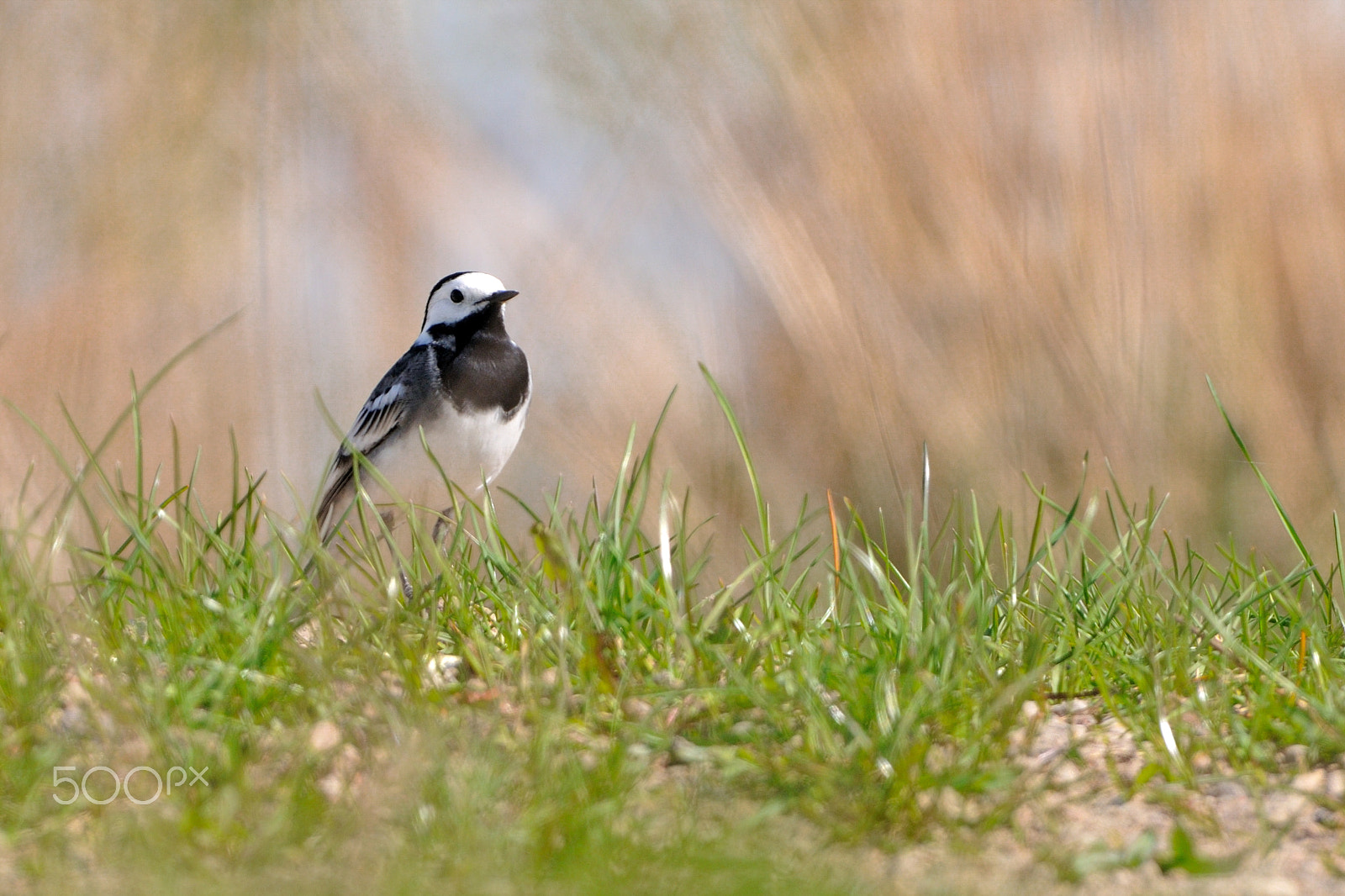Nikon AF-S Nikkor 400mm F2.8G ED VR II sample photo. Wagtail photography