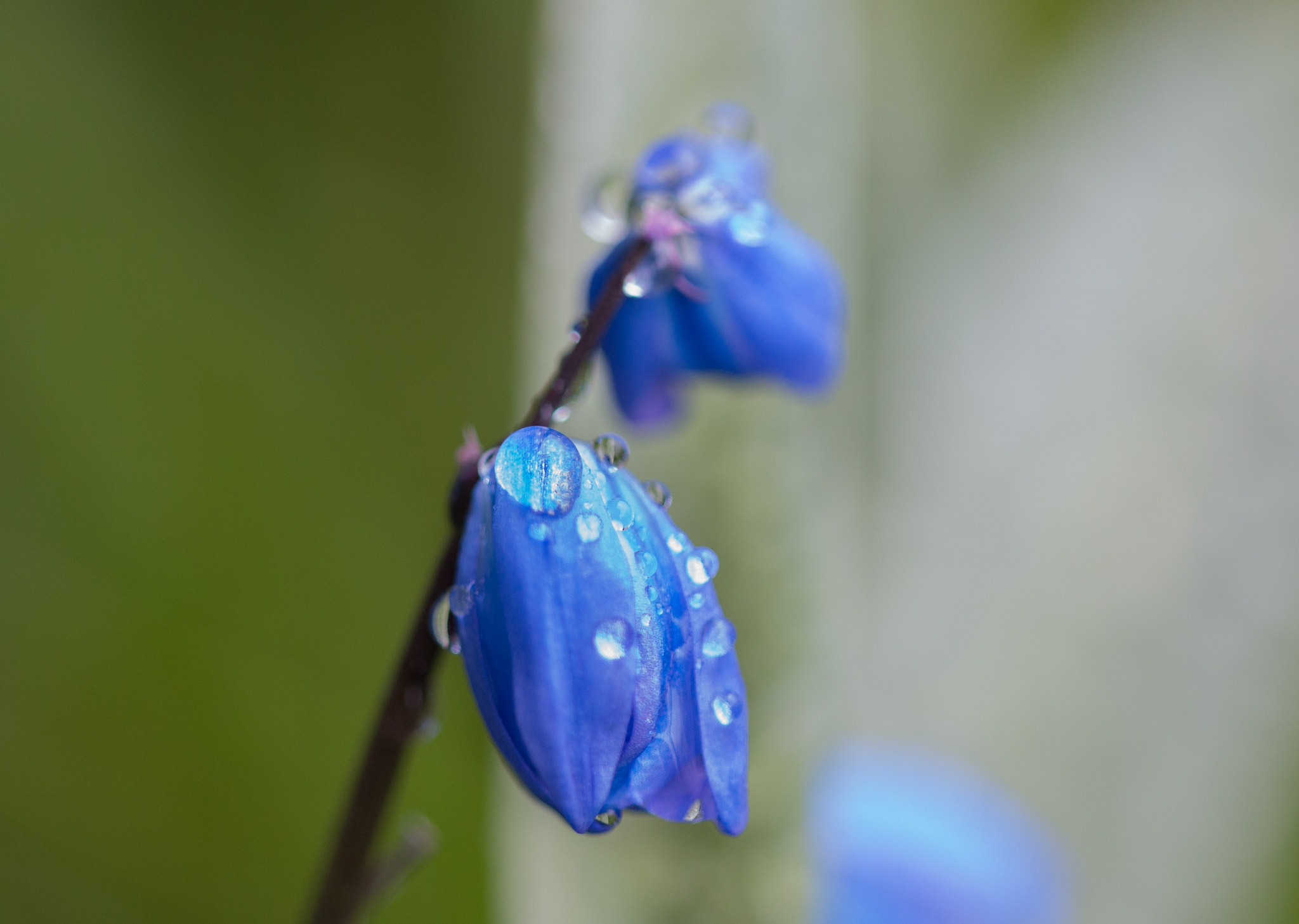 Sigma APO Macro 150mm f/2.8 EX DG HSM sample photo. Canon 70d & sigma 150mm 2.8 photography