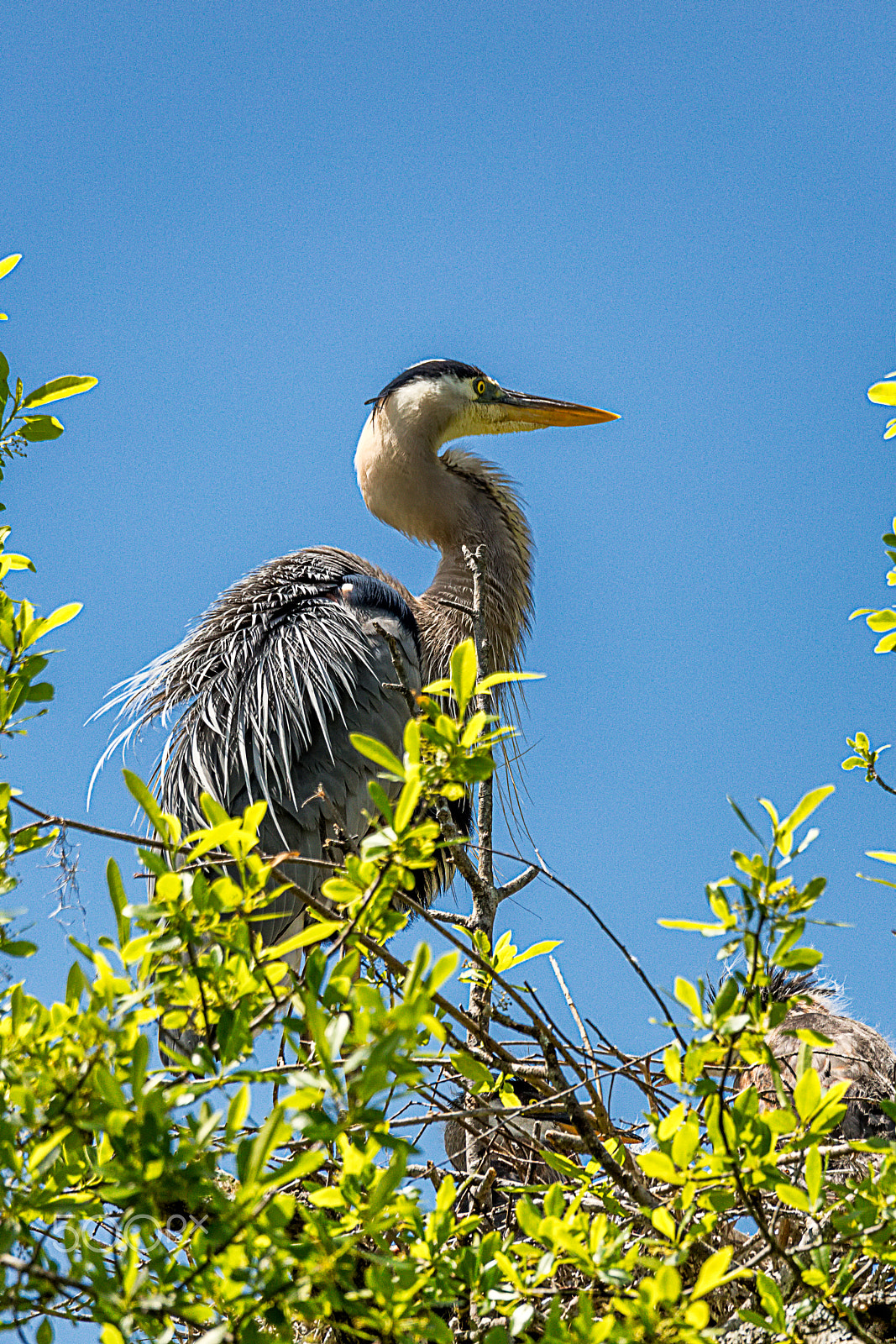 Canon EOS 5DS + Sigma 150-600mm F5-6.3 DG OS HSM | C sample photo. Great blue heron mating plumage photography