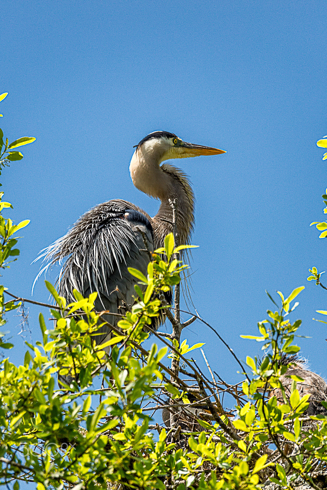 Sigma 150-600mm F5-6.3 DG OS HSM | C sample photo. Great blue heron mating plumage photography