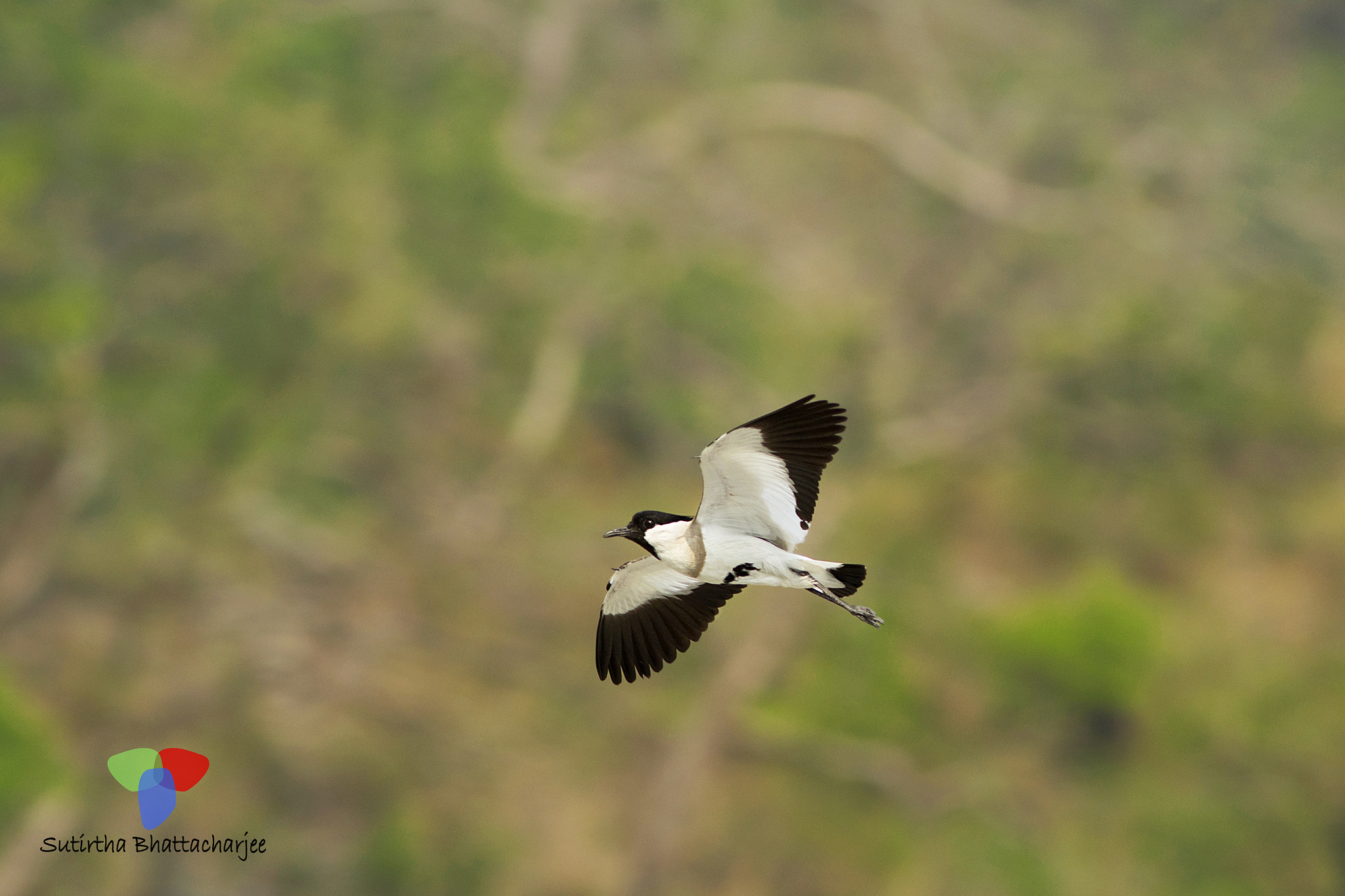 Canon EOS 60D + Canon EF 300mm F4L IS USM sample photo. River lapwing photography