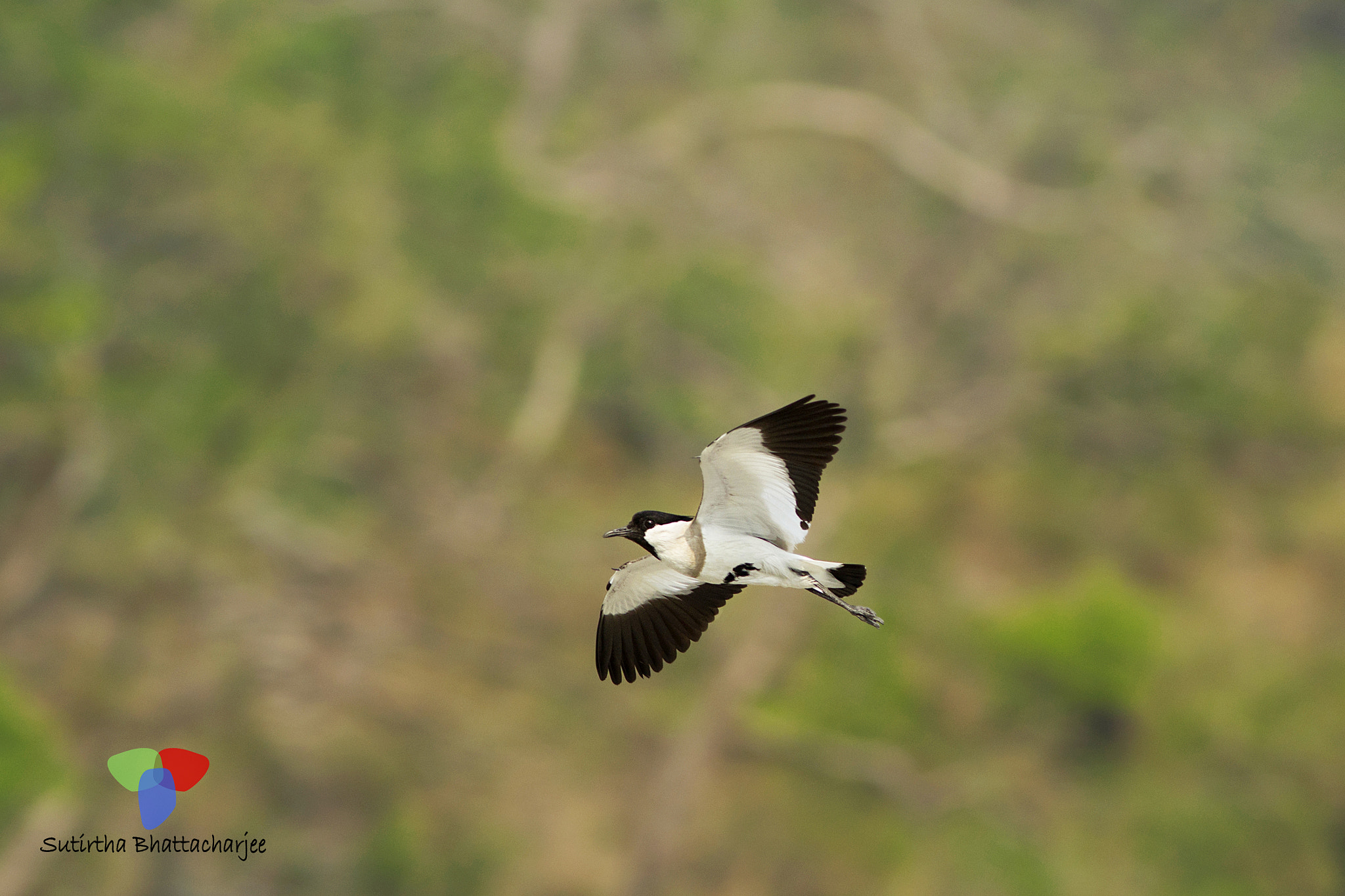 Canon EOS 60D + Canon EF 300mm F4L IS USM sample photo. River lapwing photography