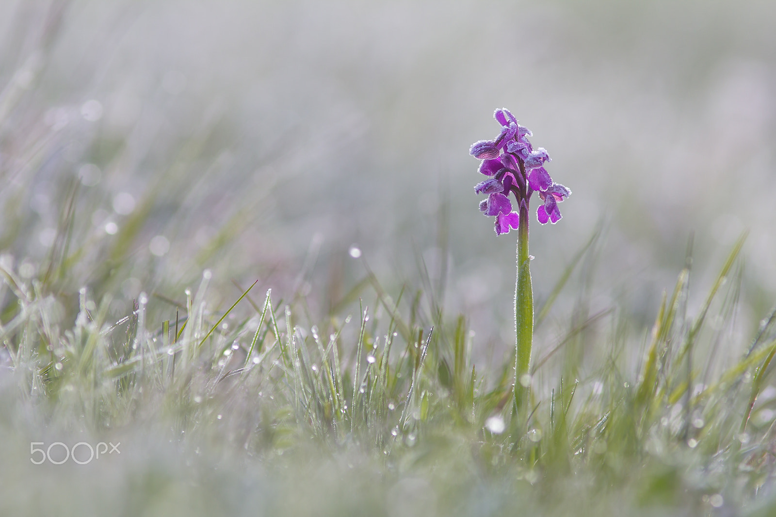 Canon EOS 60D + Canon EF 200mm F2.8L II USM sample photo. Kleines knabenkraut (orchis morio) photography