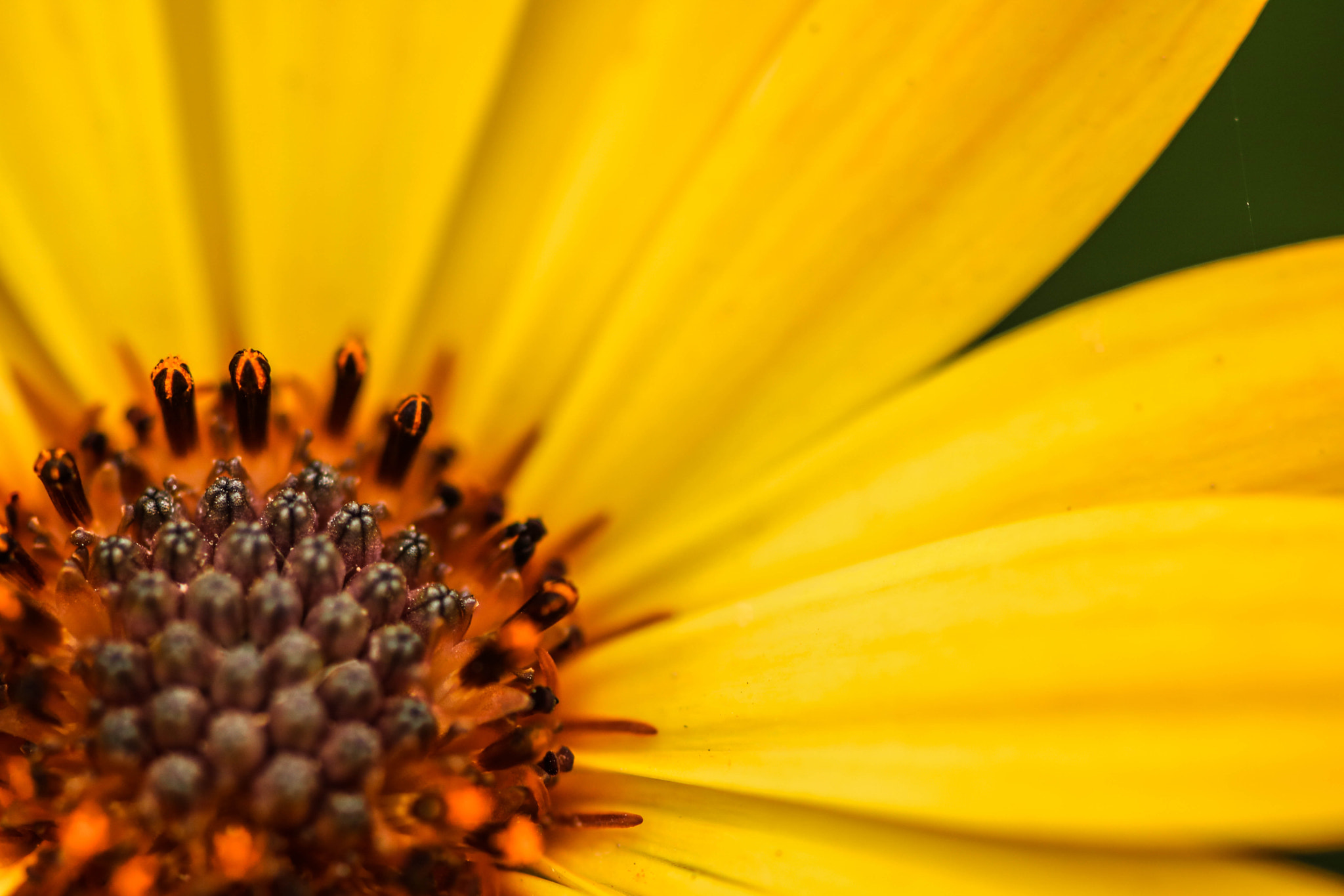 Sigma 105mm F2.8 EX DG OS HSM sample photo. Flowerscape photography