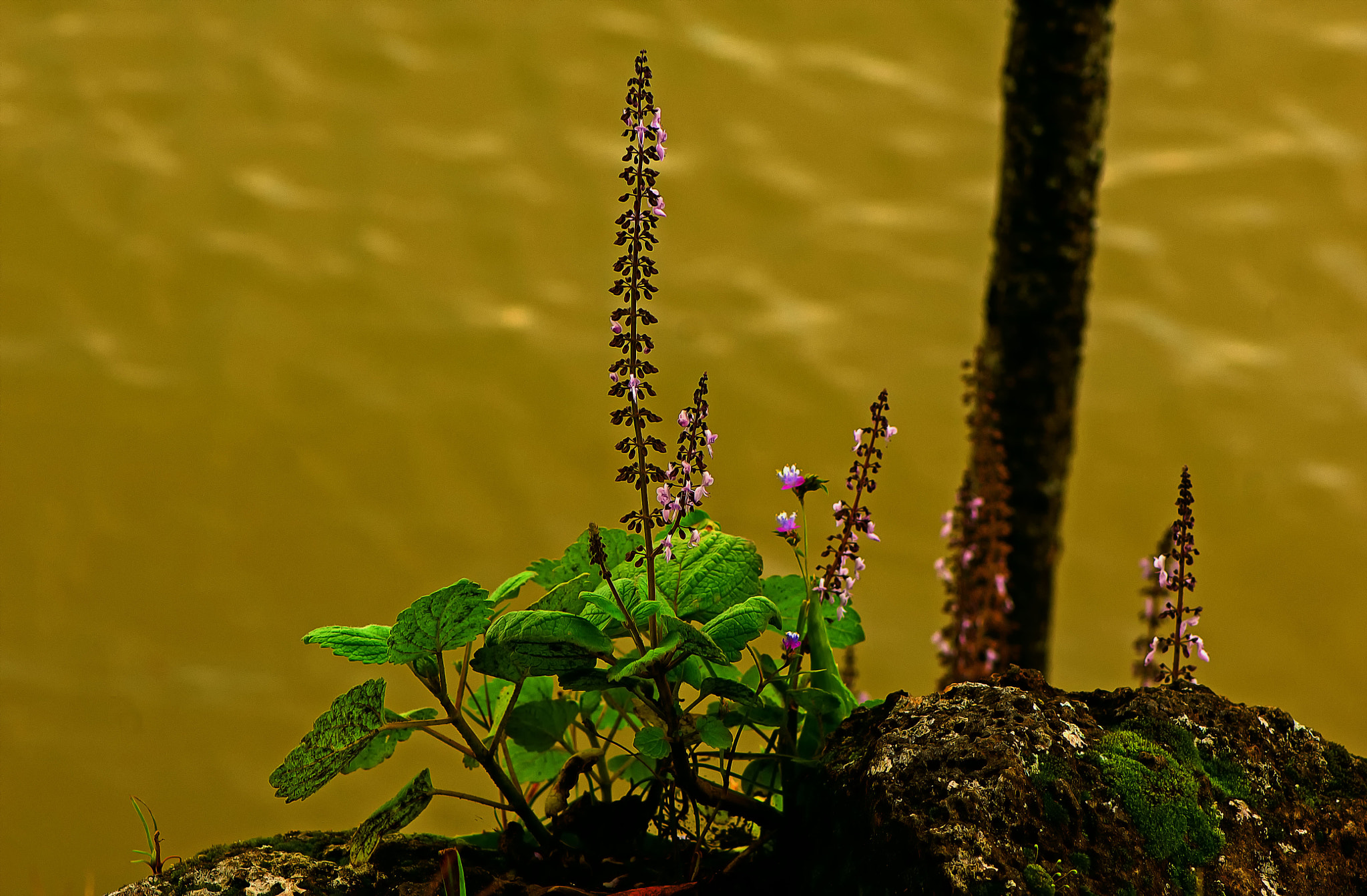 Nikon D2X sample photo. Life photography