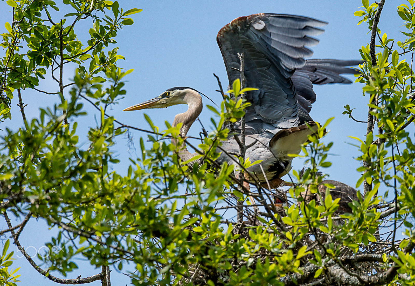 Canon EOS 5DS + Sigma 150-600mm F5-6.3 DG OS HSM | C sample photo. Great blue heron leaving nest photography