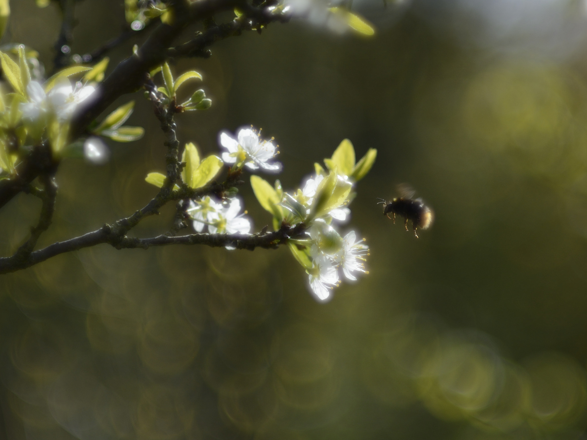 Nikon D7100 + Nikon AF Nikkor 105mm F2D DC sample photo. Bumblebee foraging photography