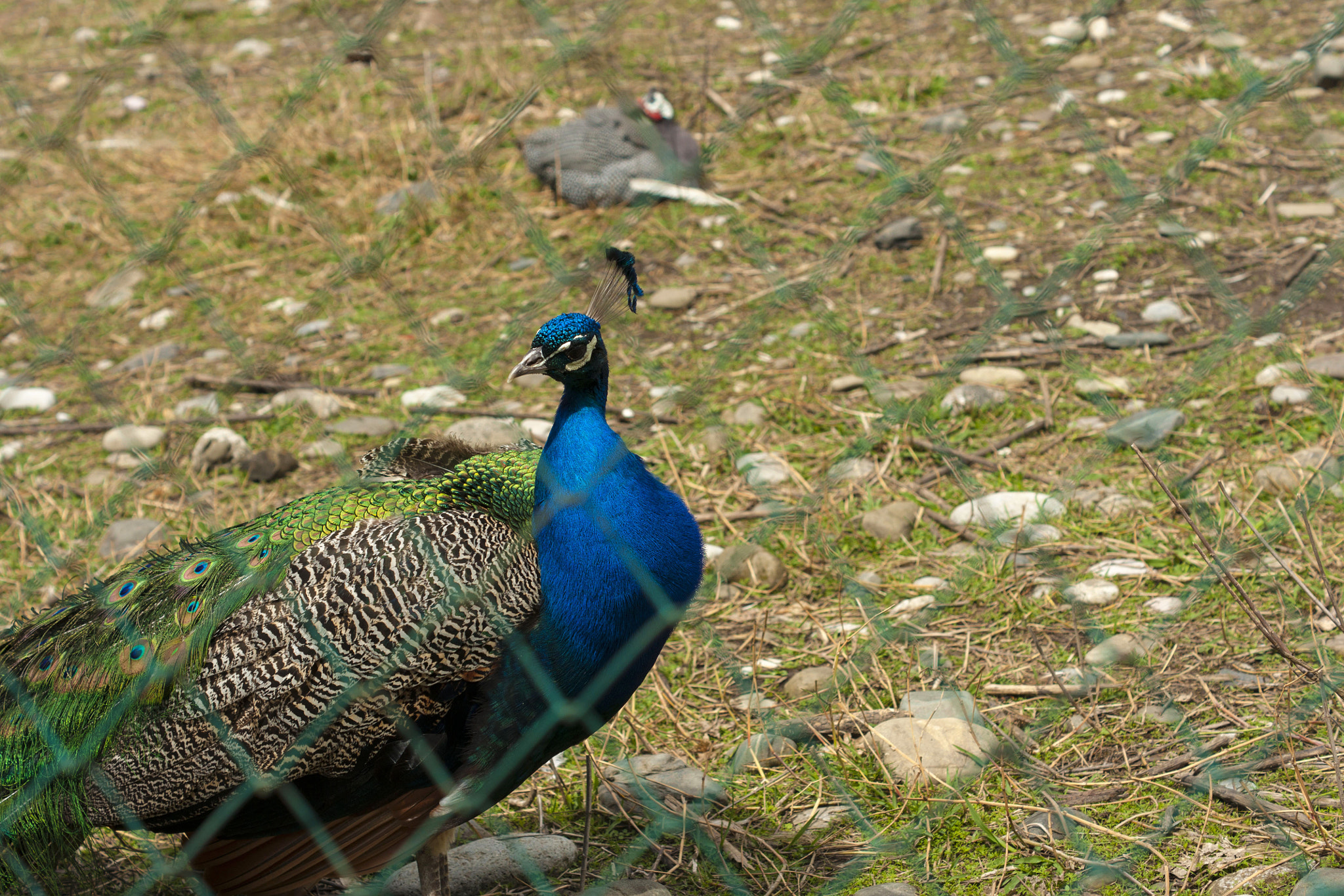 Sony Alpha DSLR-A700 + Sony DT 50mm F1.8 SAM sample photo. Bird photography