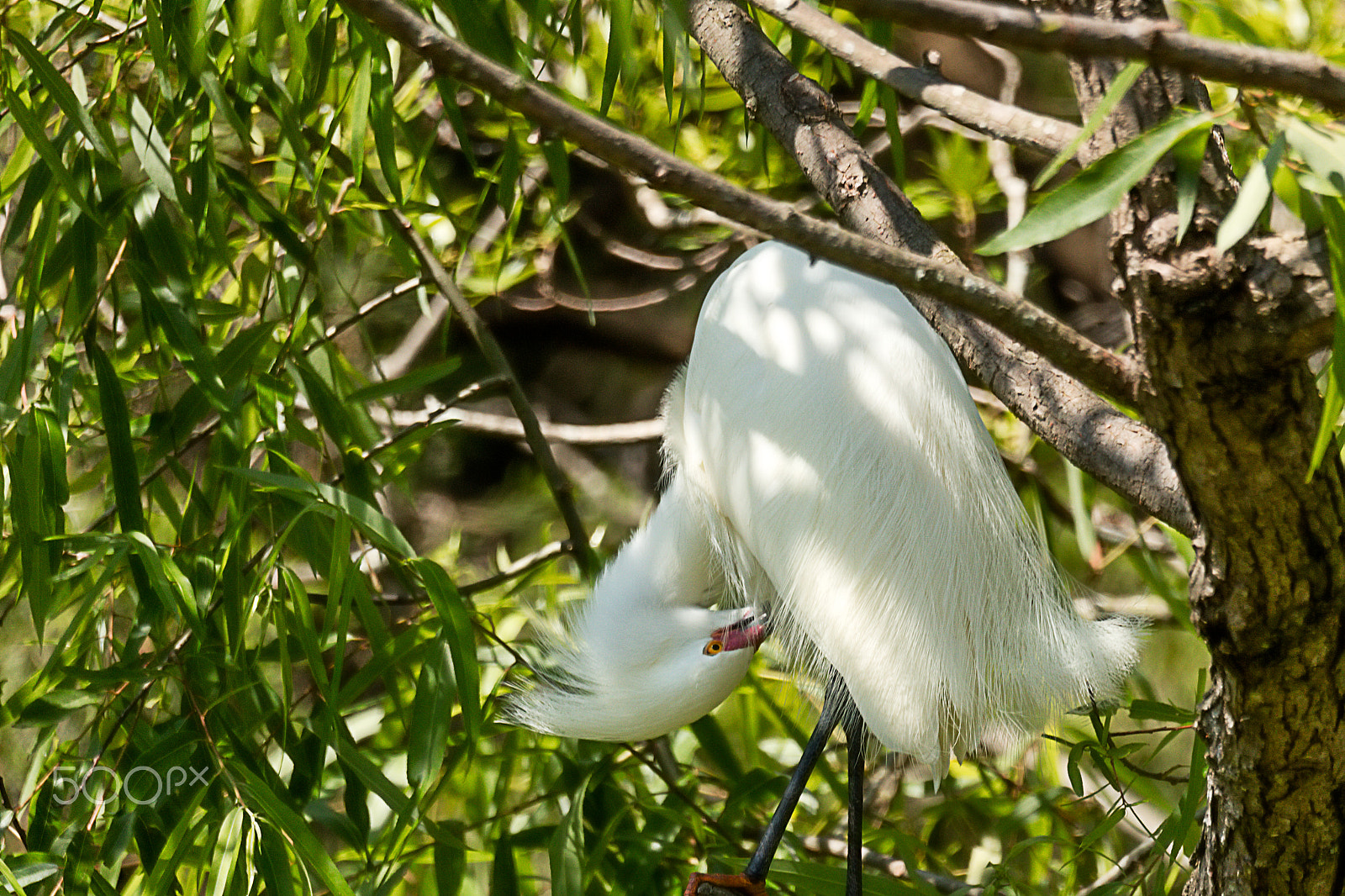 Canon EOS 5DS + Sigma 150-600mm F5-6.3 DG OS HSM | C sample photo. Snowy egret with mating plumage preening photography