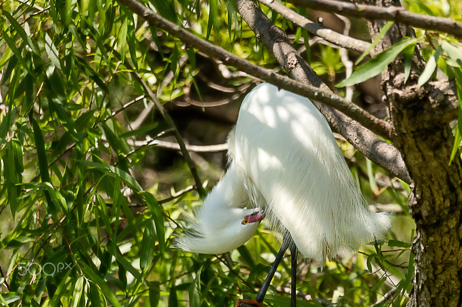 Sigma 150-600mm F5-6.3 DG OS HSM | C sample photo. Snowy egret with mating plumage preening photography