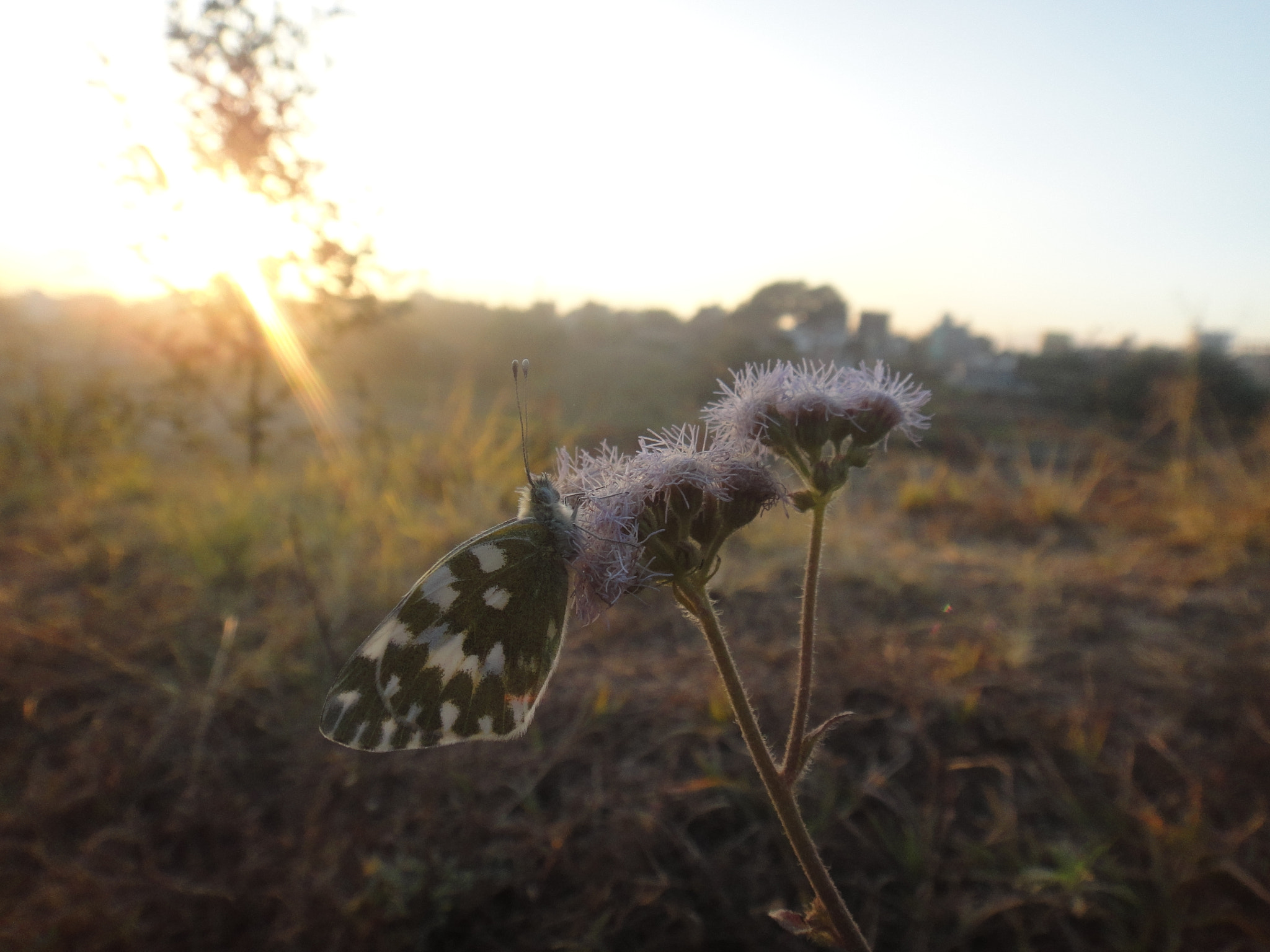 Sony DSC-T99 sample photo. Butterfly photography