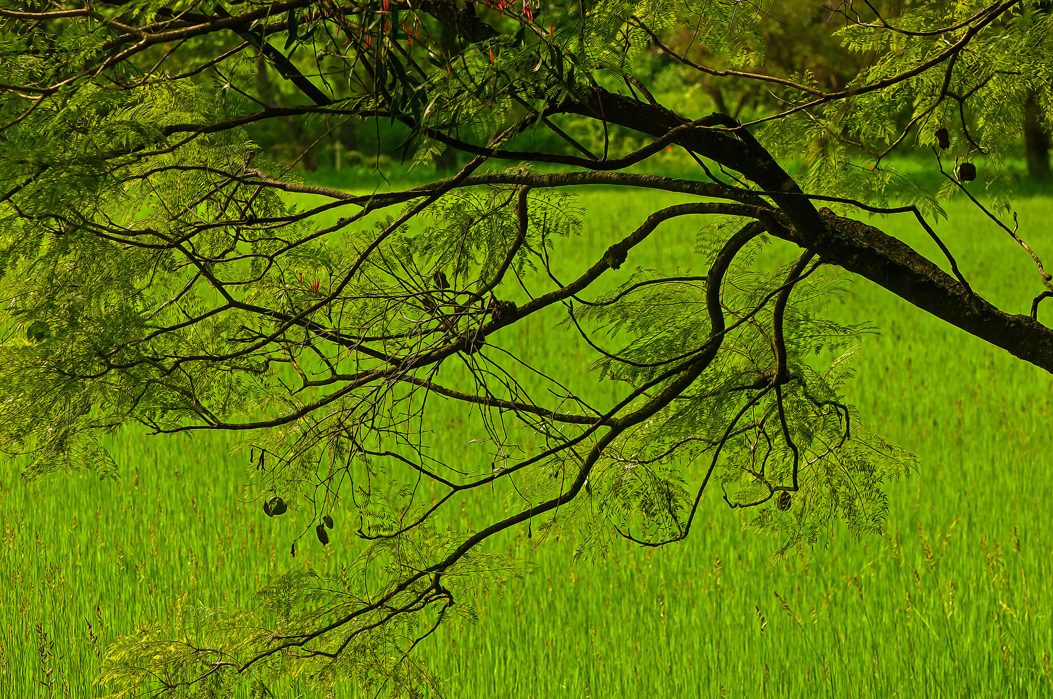 Nikon D2X sample photo. Green photography