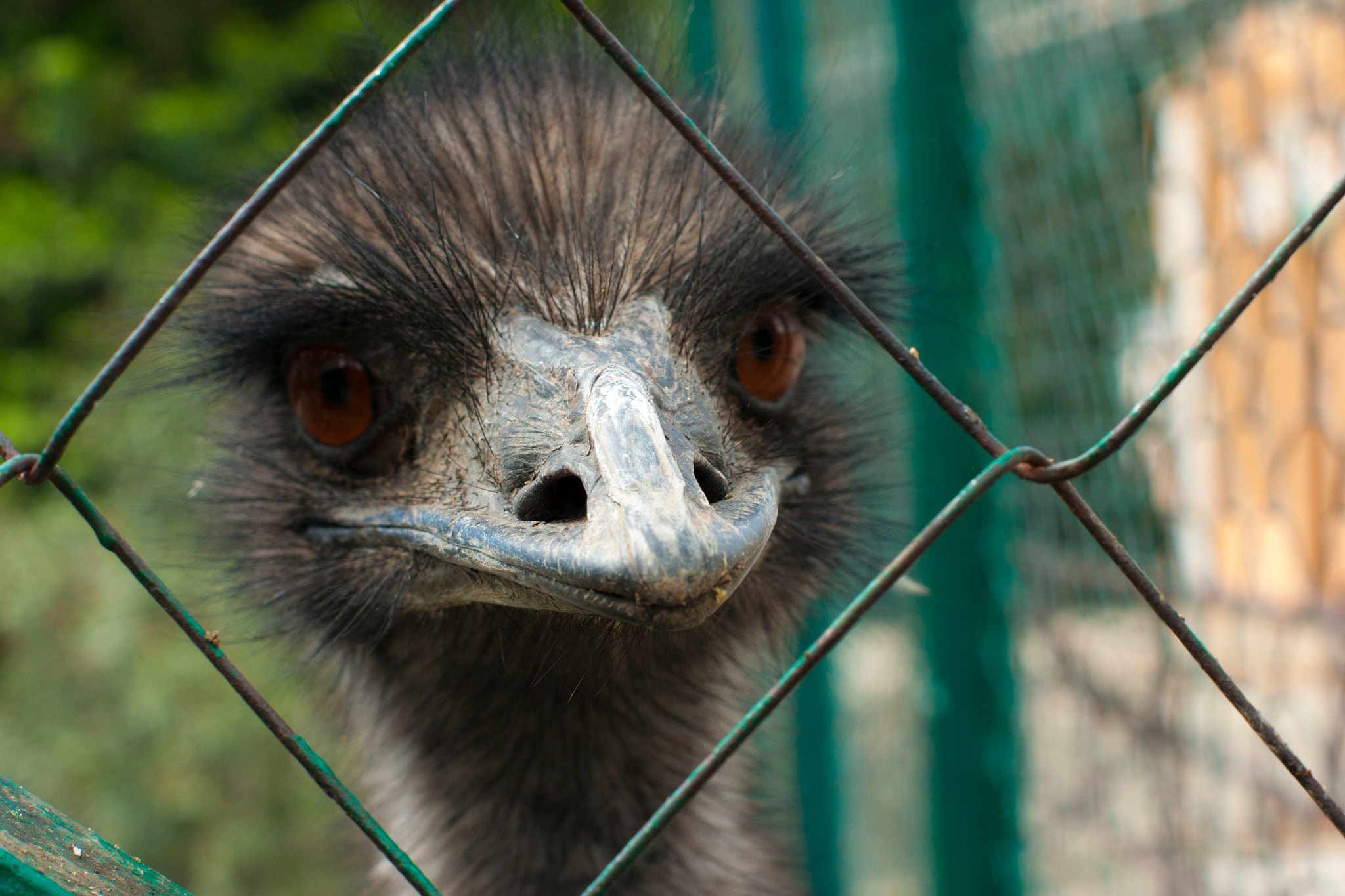 Sony Alpha DSLR-A700 + Sony DT 50mm F1.8 SAM sample photo. Bird photography