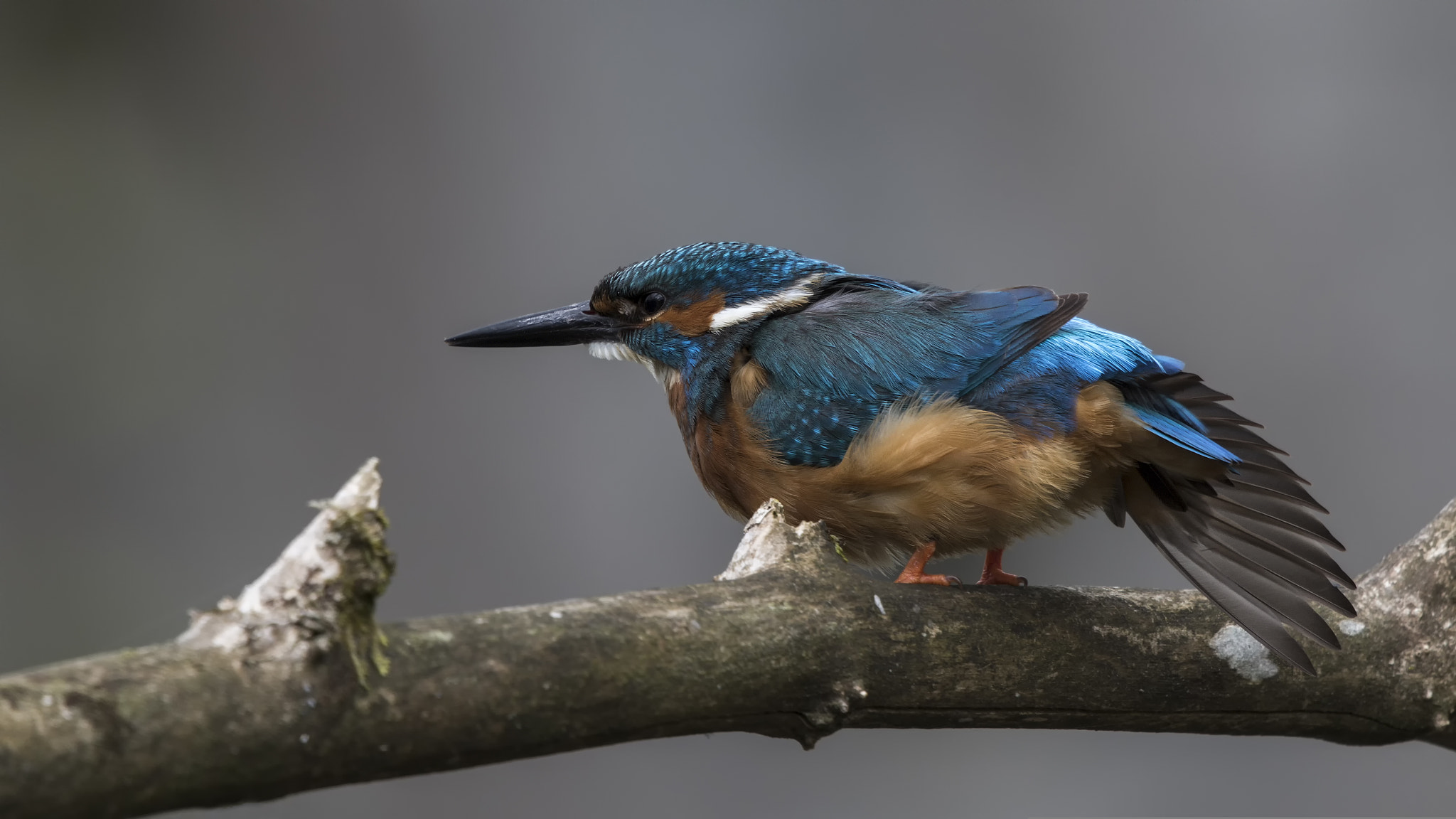 Canon EF 500mm F4L IS II USM sample photo. Mister kingfisher photography