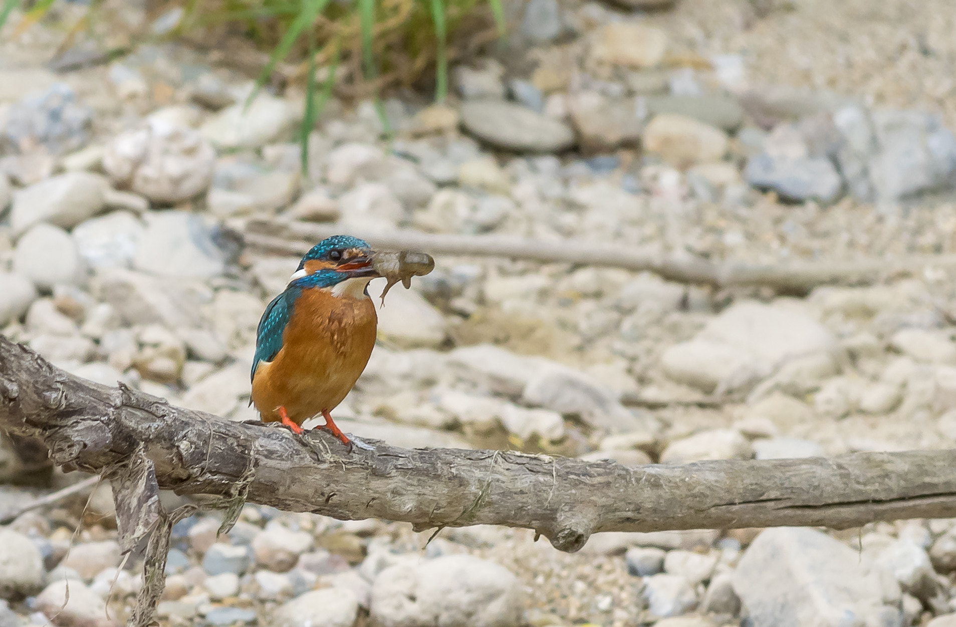 Pentax smc DA* 300mm F4.0 ED (IF) SDM sample photo. Mme martin a la peche photography