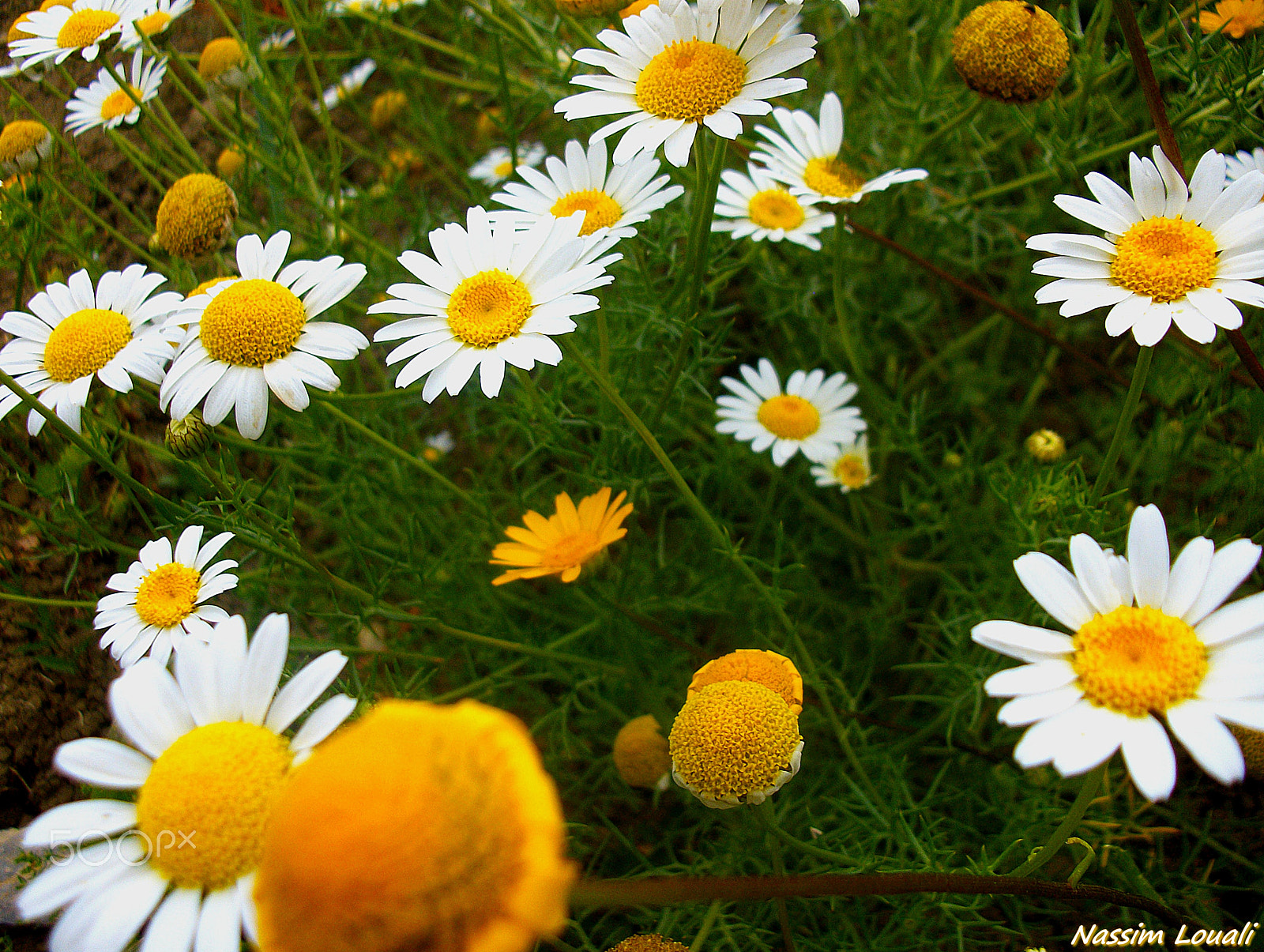 Pentax Optio M85 sample photo. Spring flowers photography