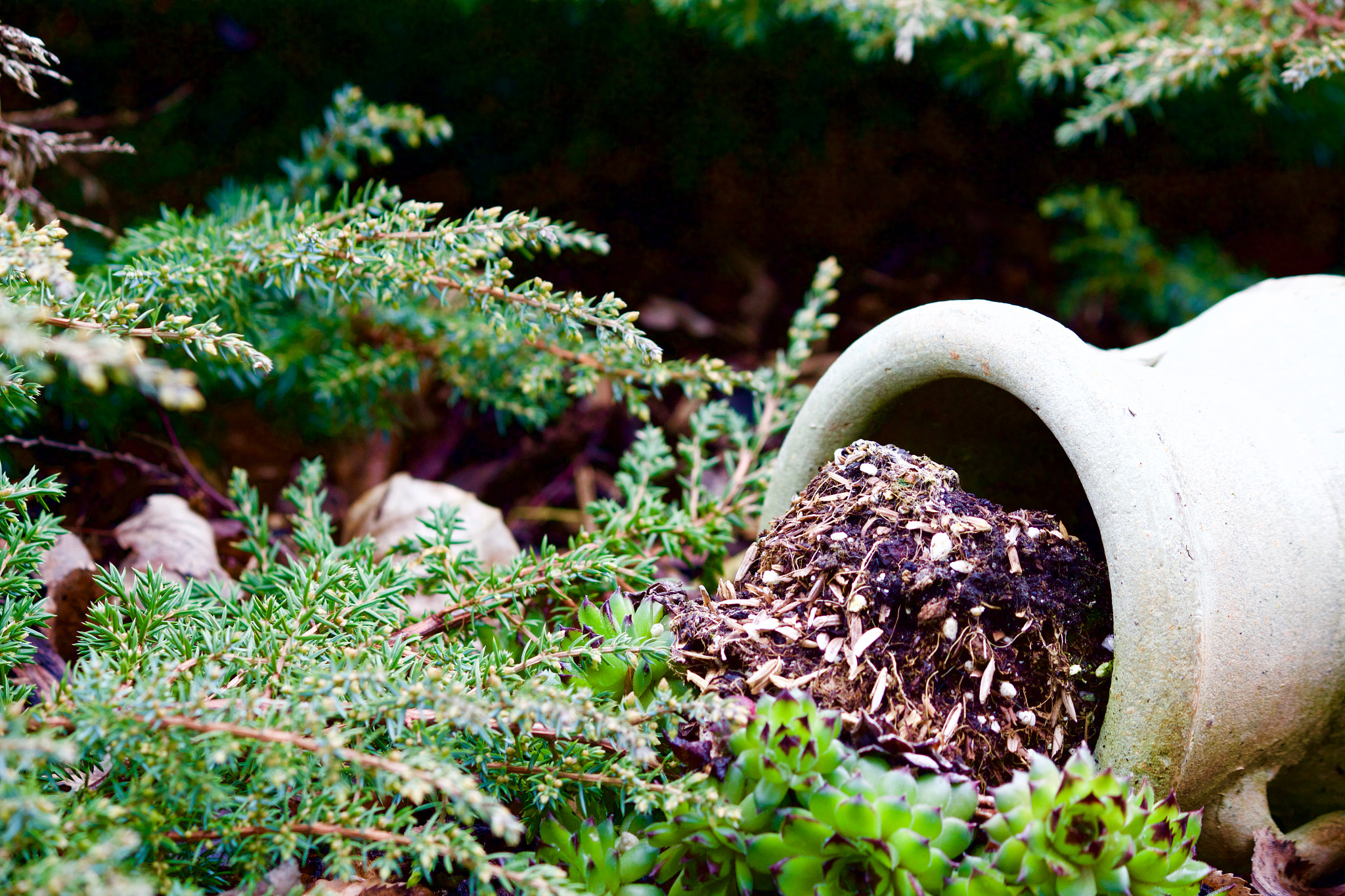 Canon EF-S 55-250mm F4-5.6 IS sample photo. A pot photography