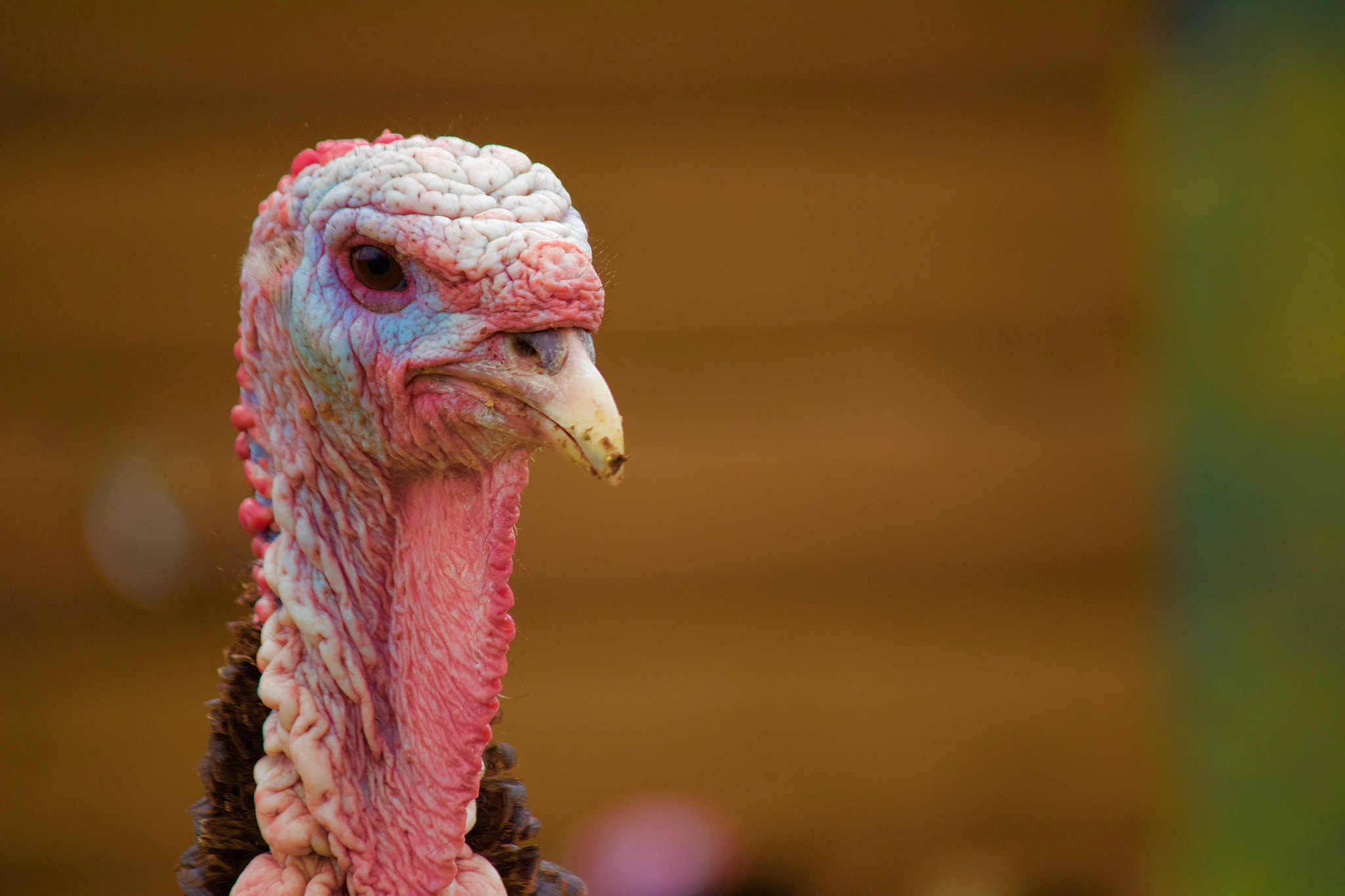 Canon EF-S 55-250mm F4-5.6 IS sample photo. Turkey photography