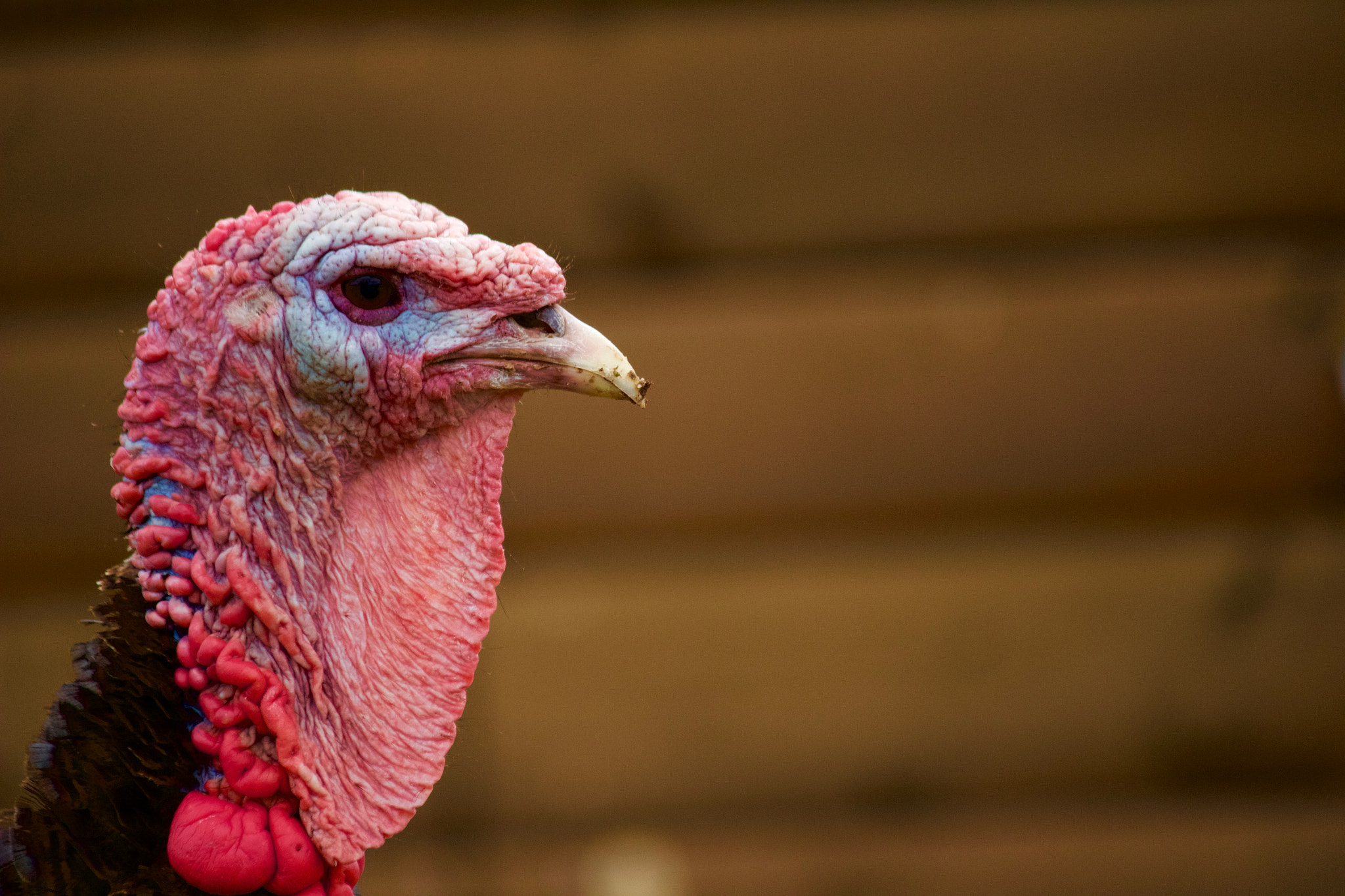Canon EF-S 55-250mm F4-5.6 IS sample photo. Turkey - profile photography