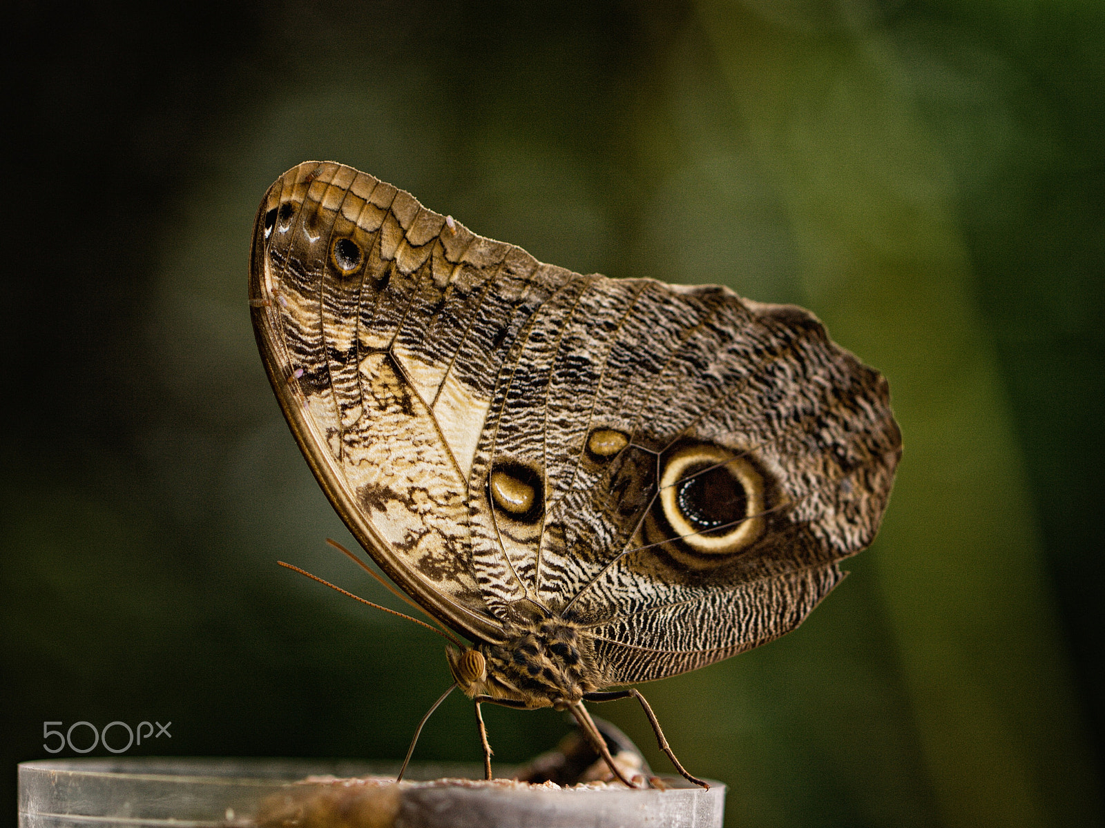 Canon EF 100mm F2.8L Macro IS USM sample photo. Butterfly´s power station photography