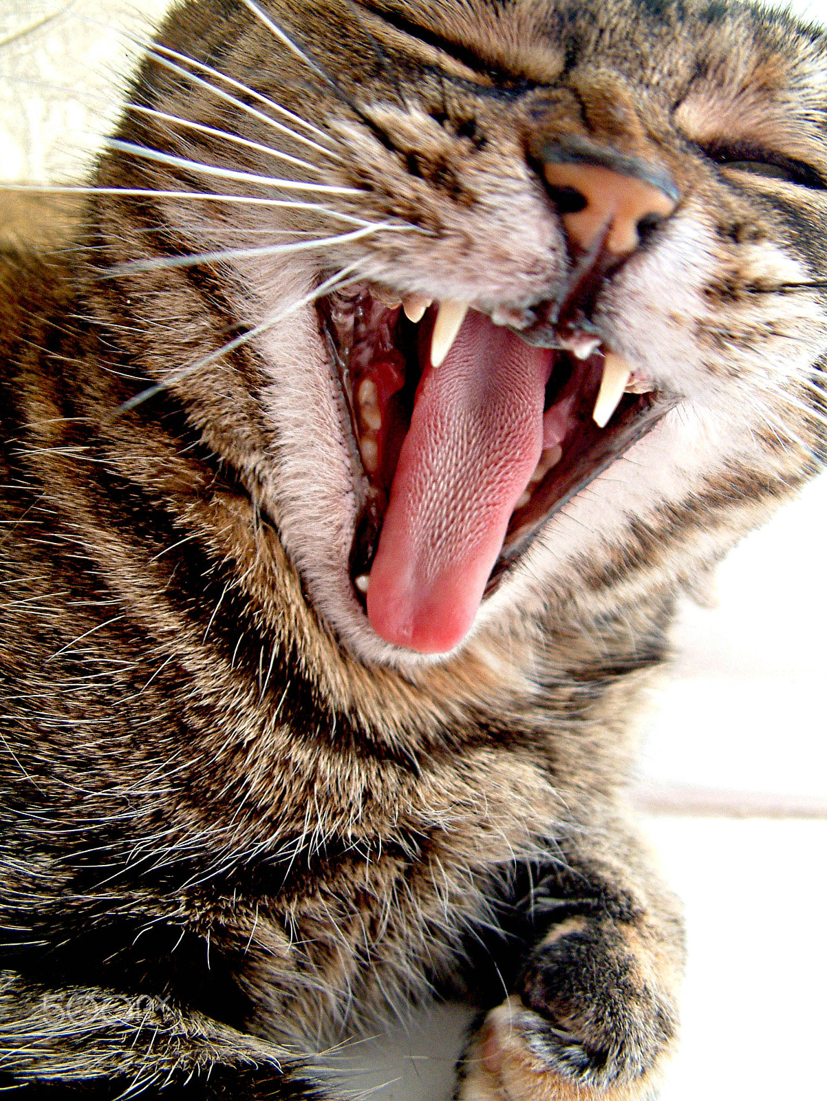 Fujifilm FinePix S602 ZOOM sample photo. Yawning cat photography